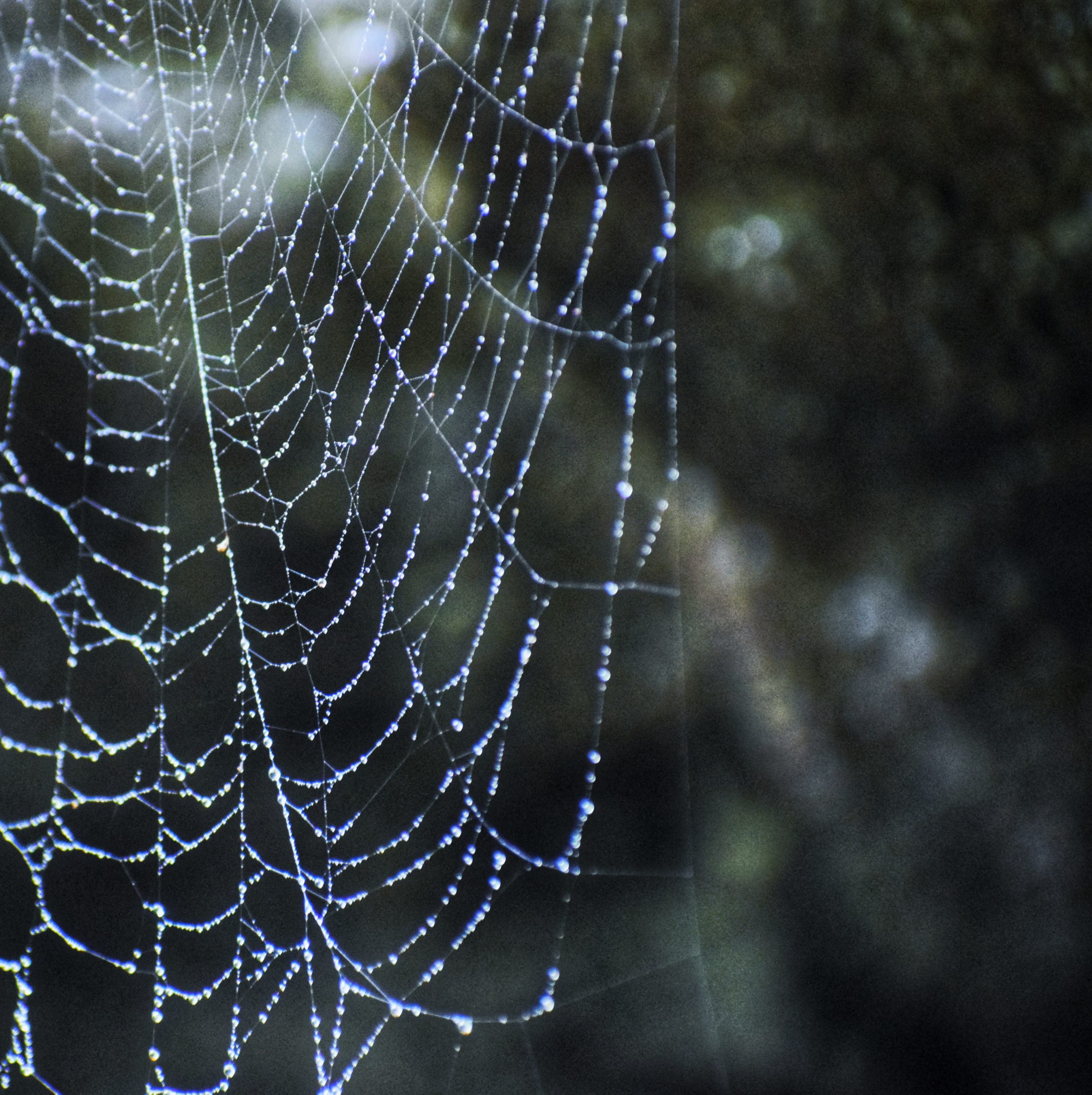 rain drops on spiderweb