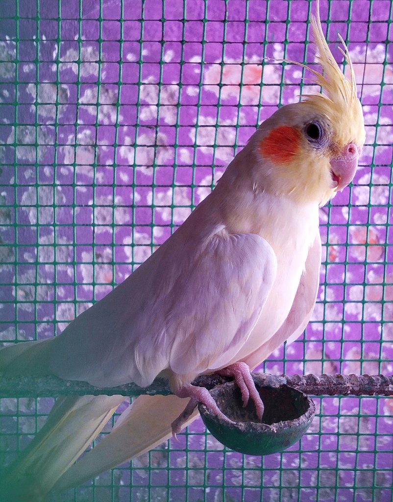 Cockatiel Bird PixaHive