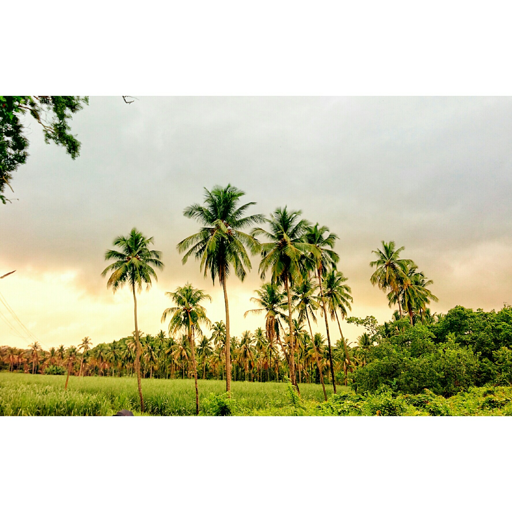 Coconut Trees