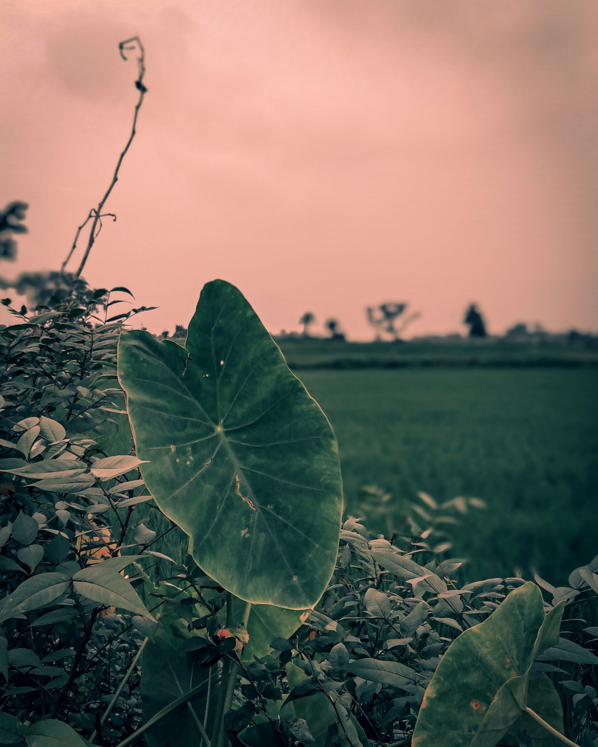 Colocasia on Focus