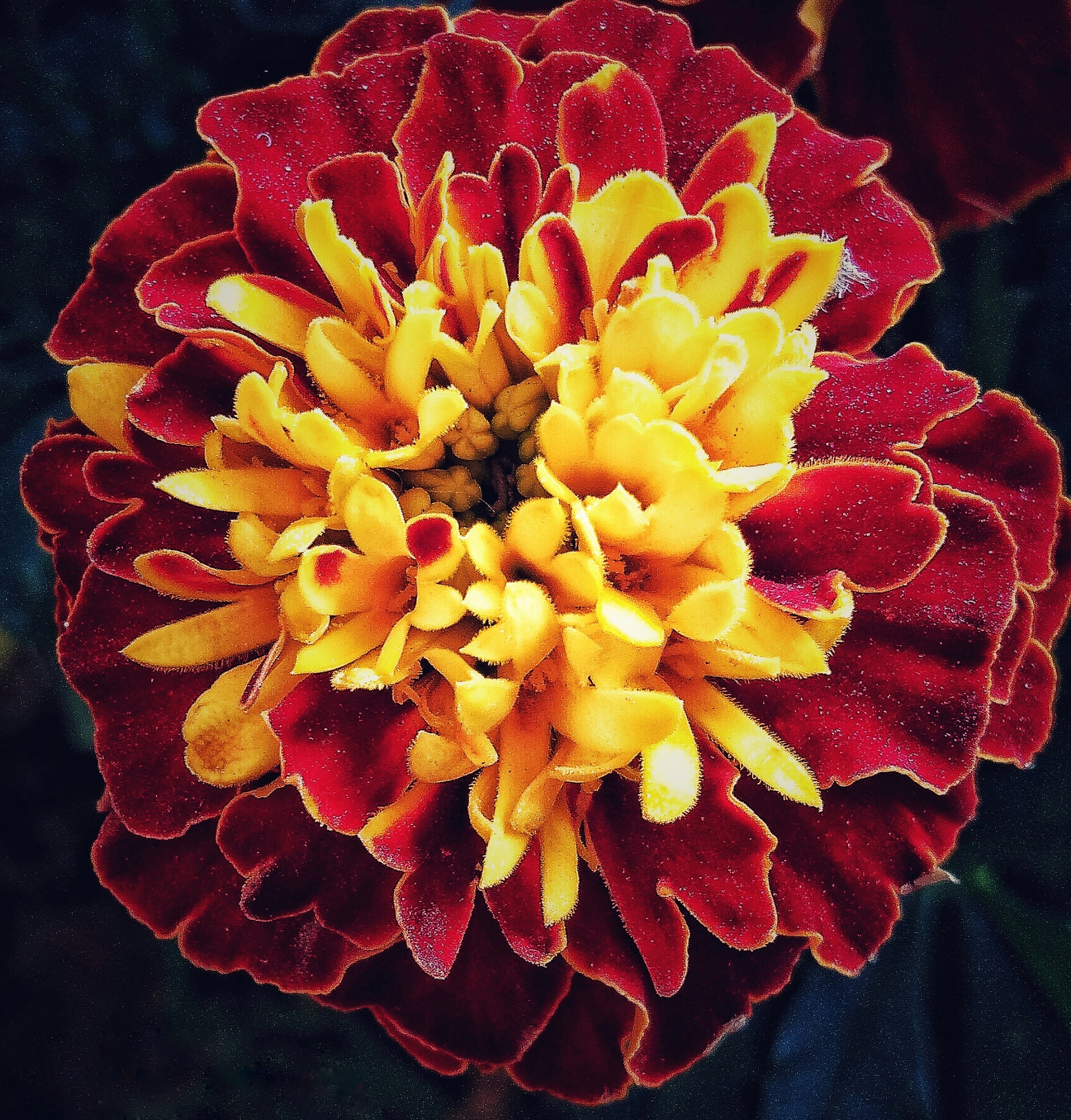 Colorful Flower on Focus