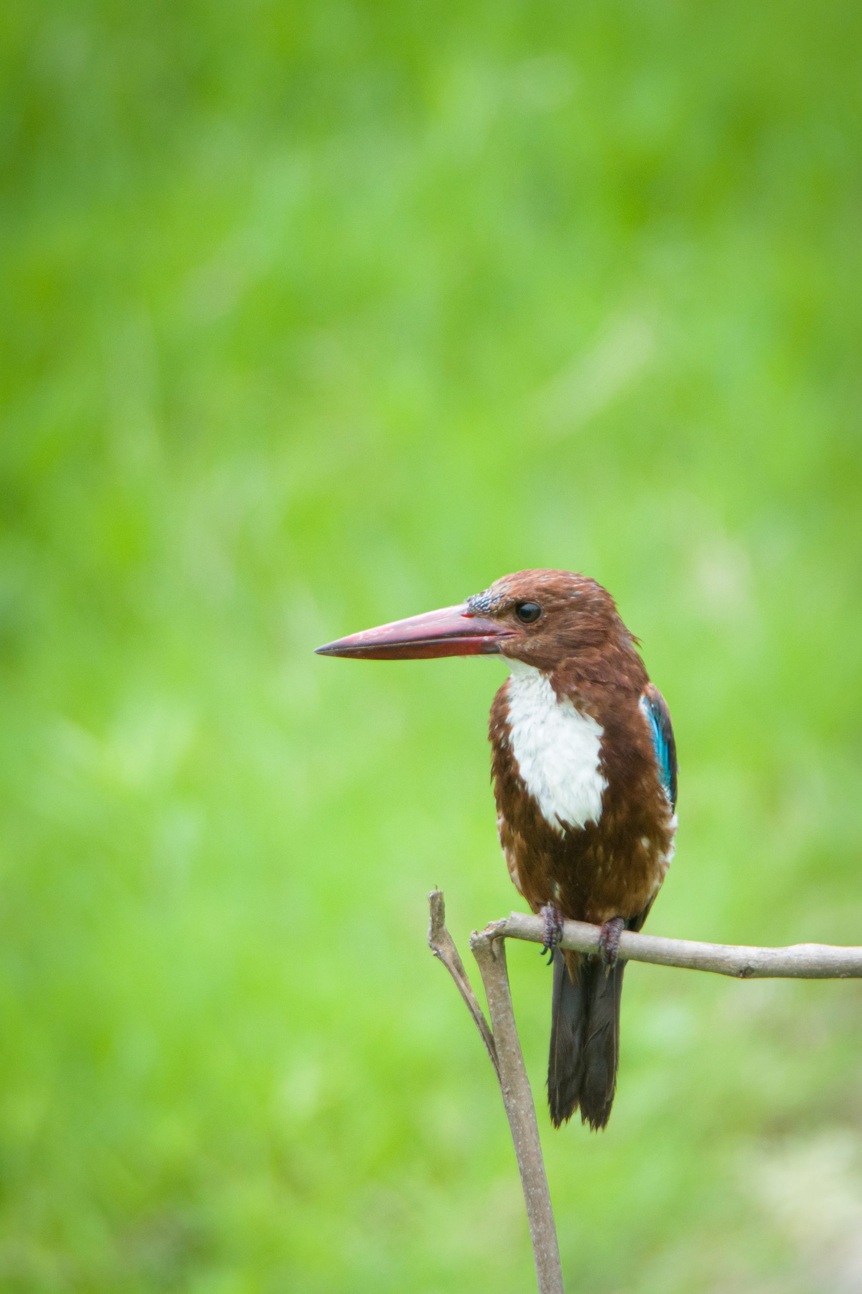 Colourful Kingfisher on a plant