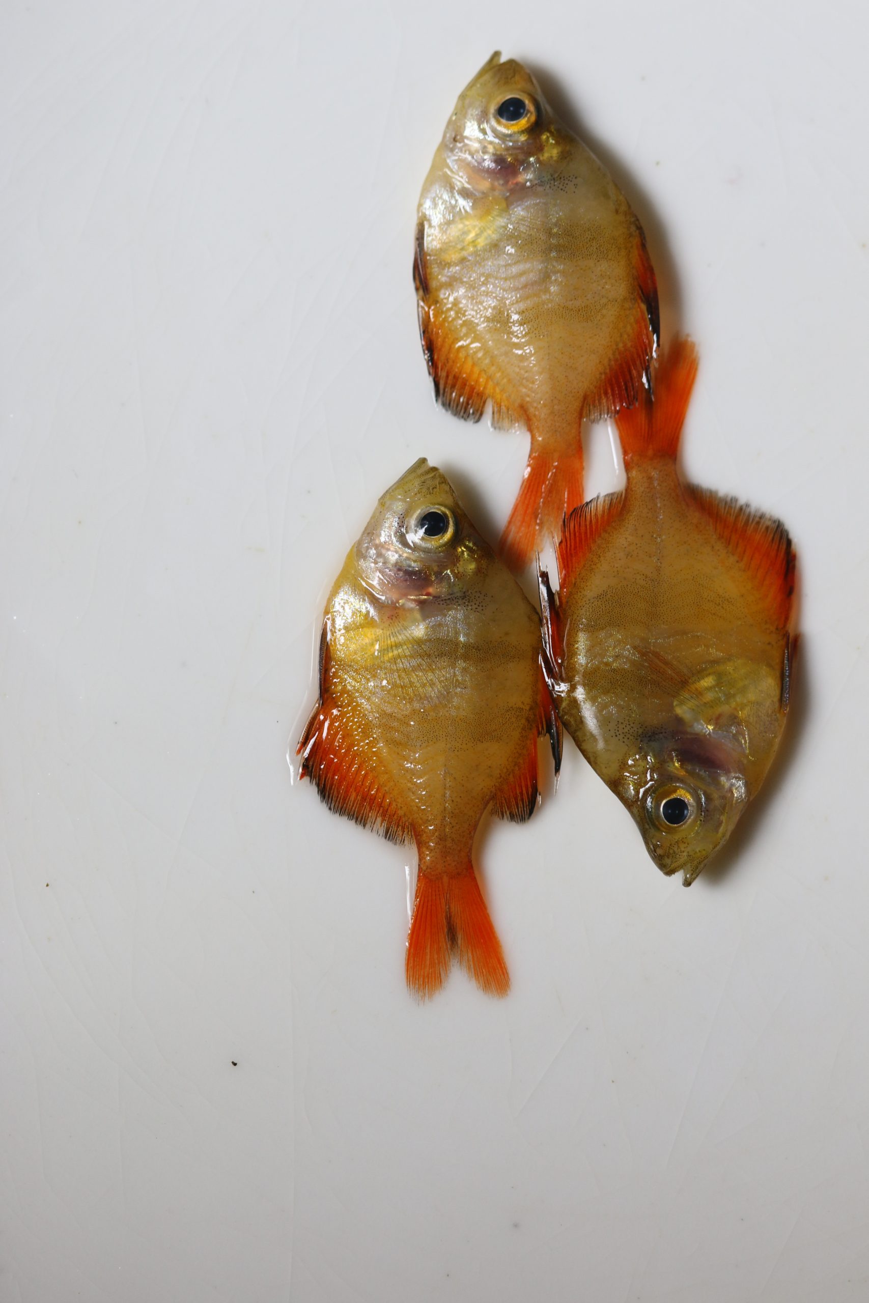 Colorful barb fish