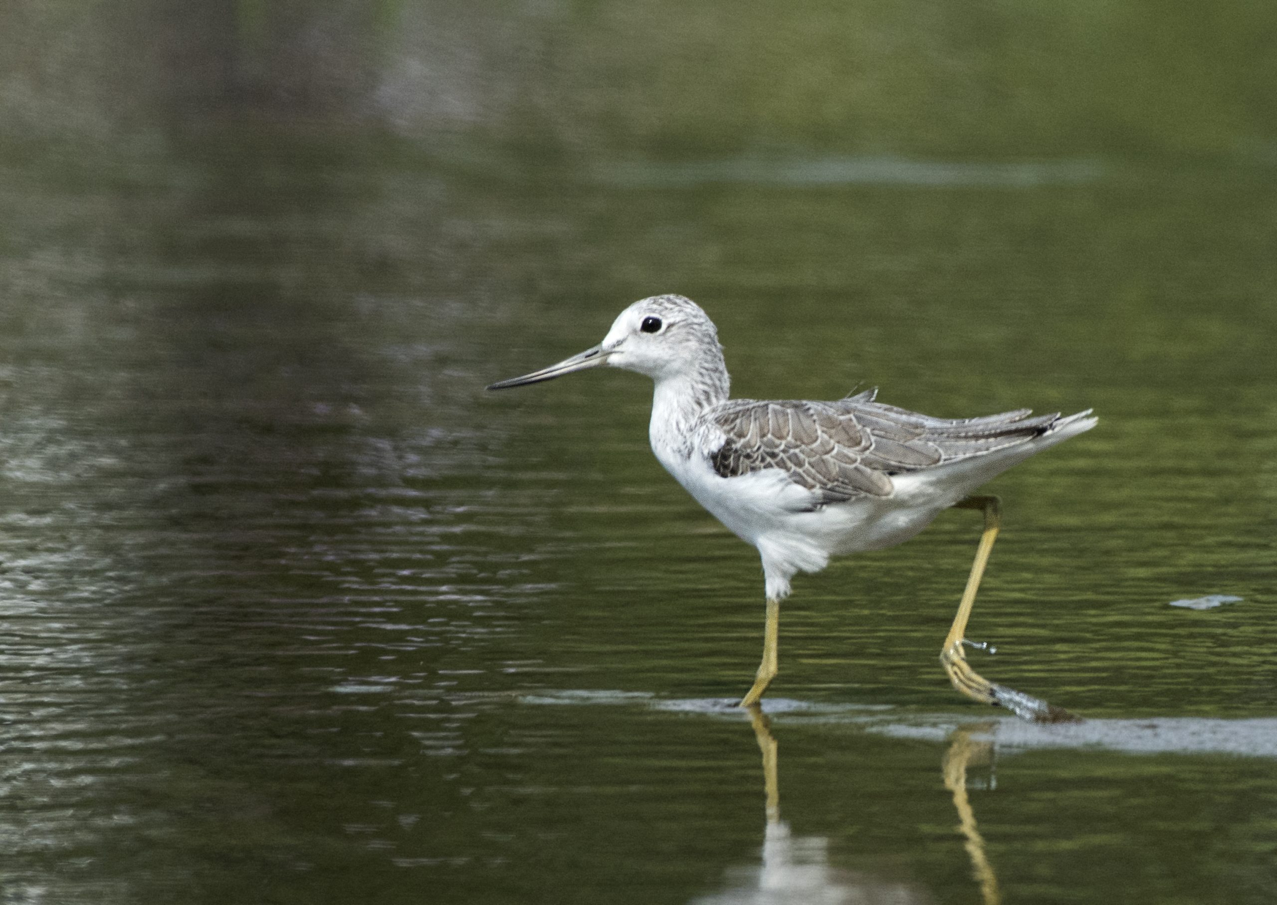 Common Greenshank