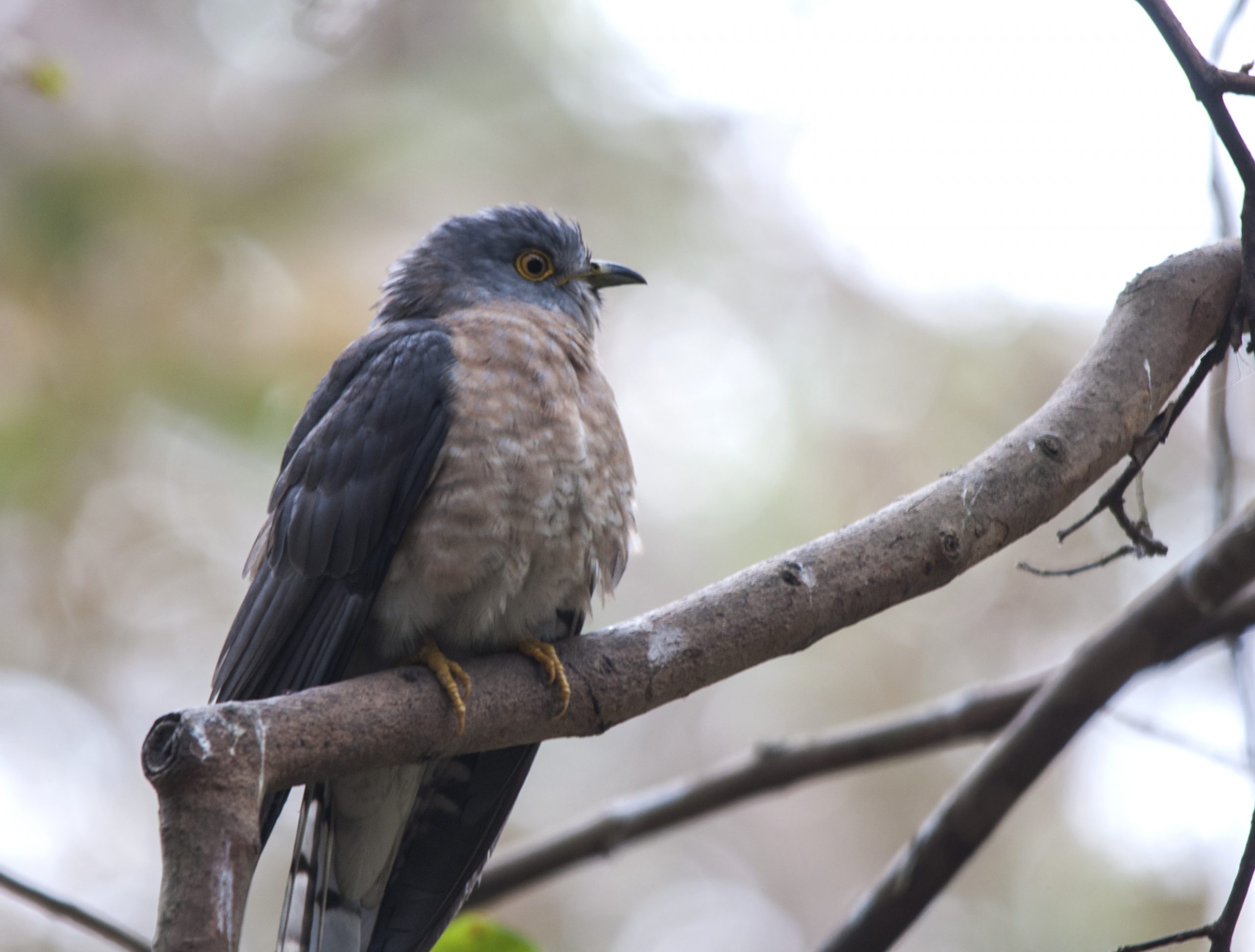 Common Hawk-cuckoo on a tree branch