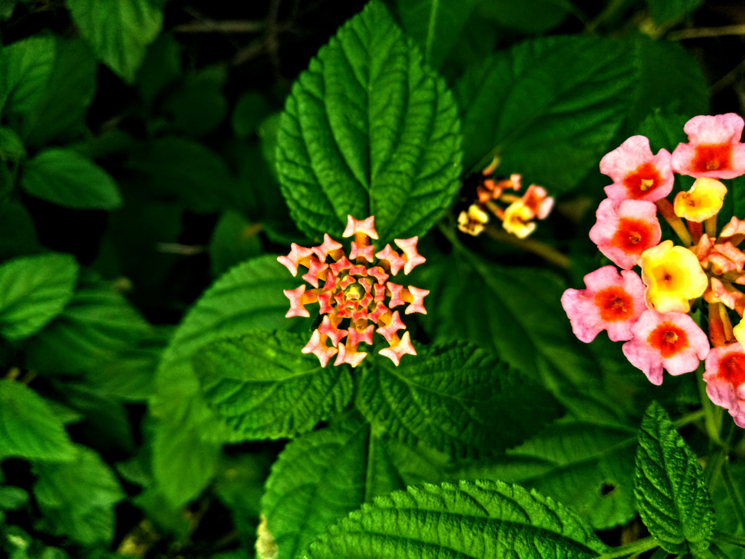 Common Lantana Flower