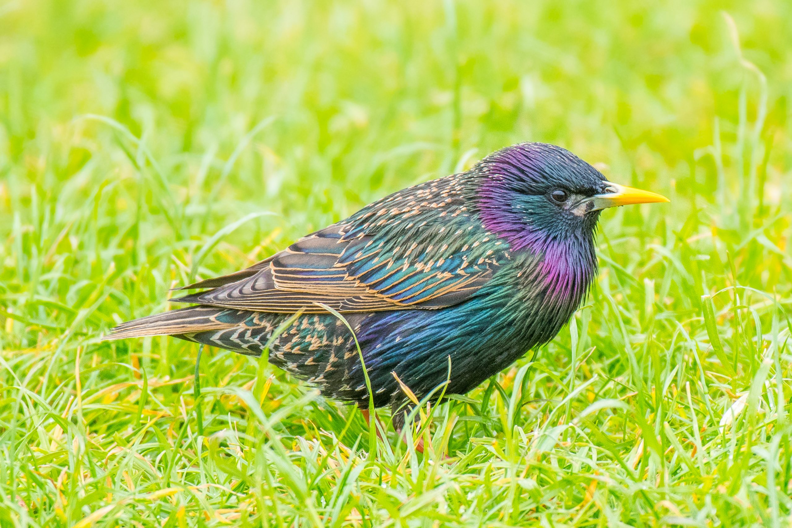 Common Starling on grass