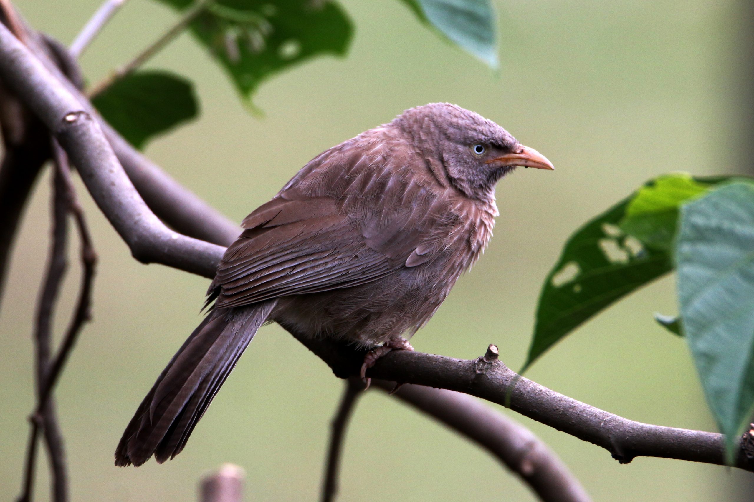 Common Babbler sitting on the branch of the tree.