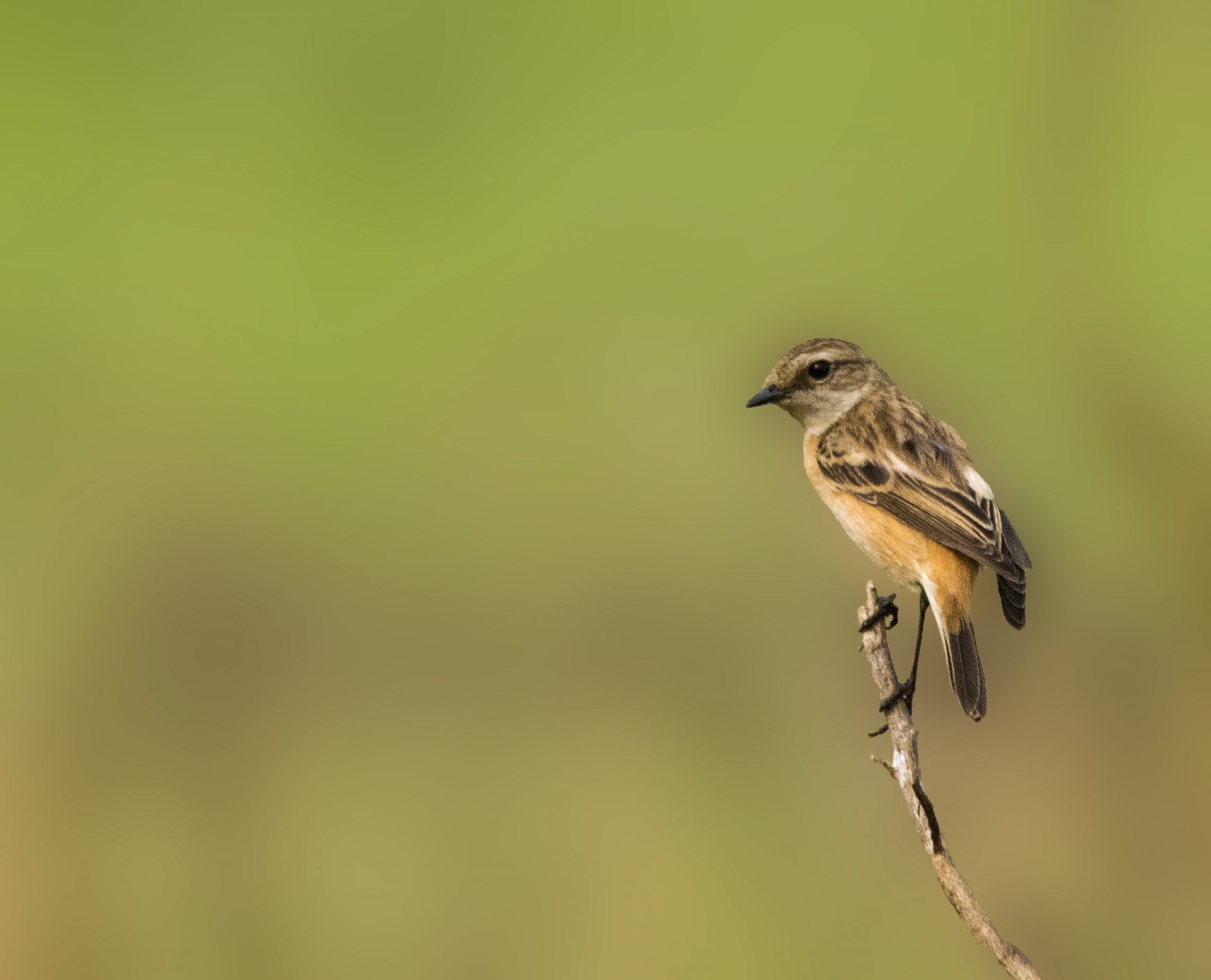 siberian stonechat bird