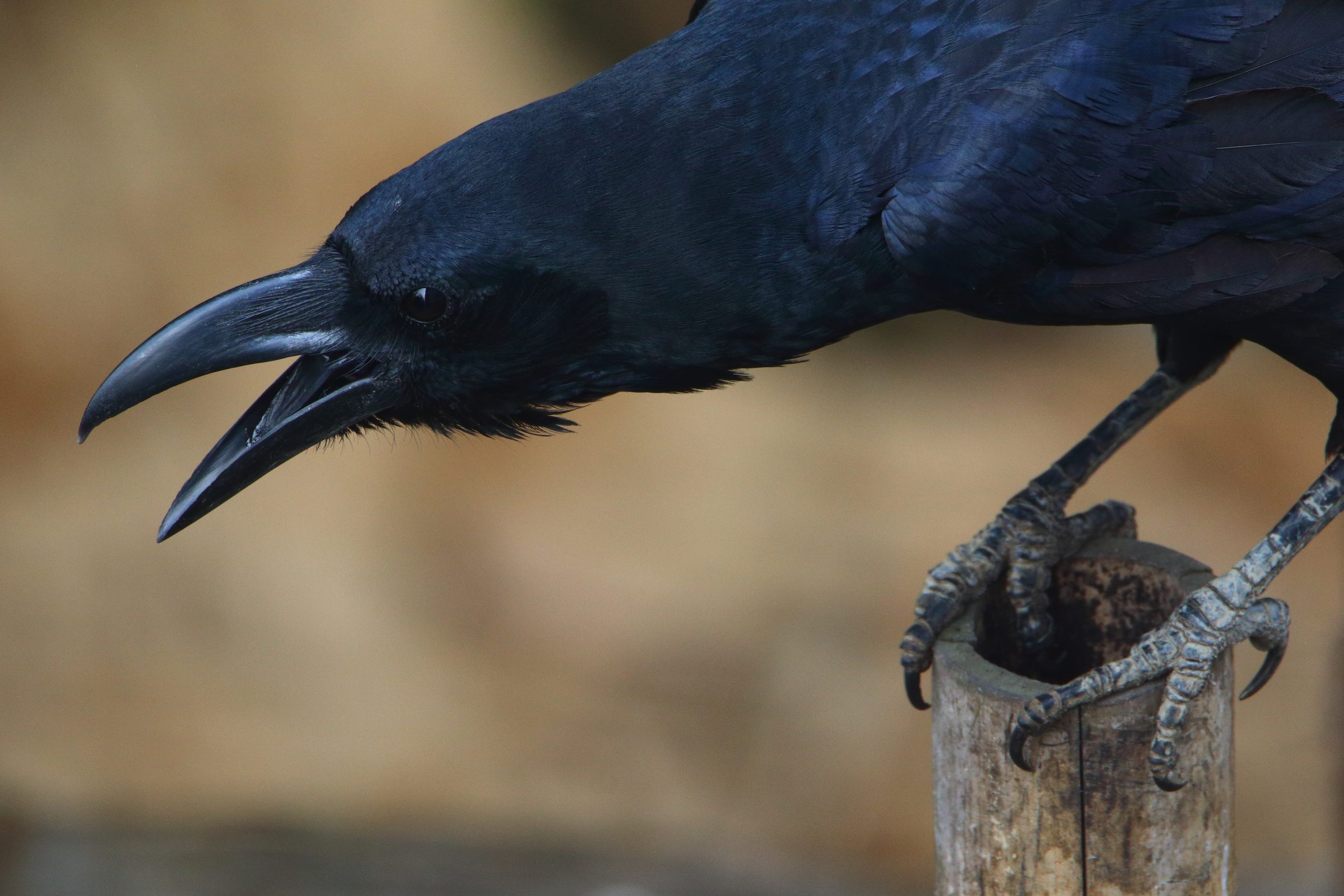 Common raven on Focus