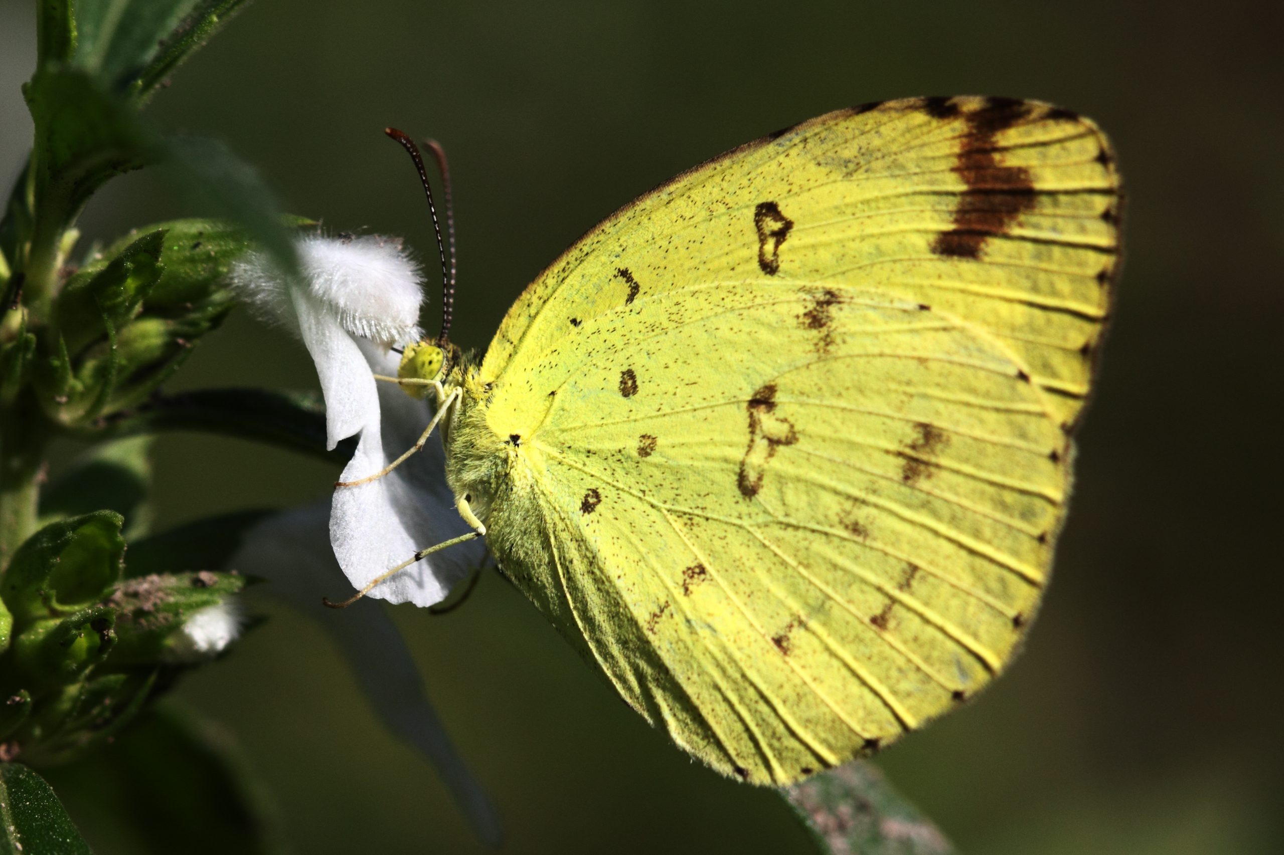 Common yellow green butterfly