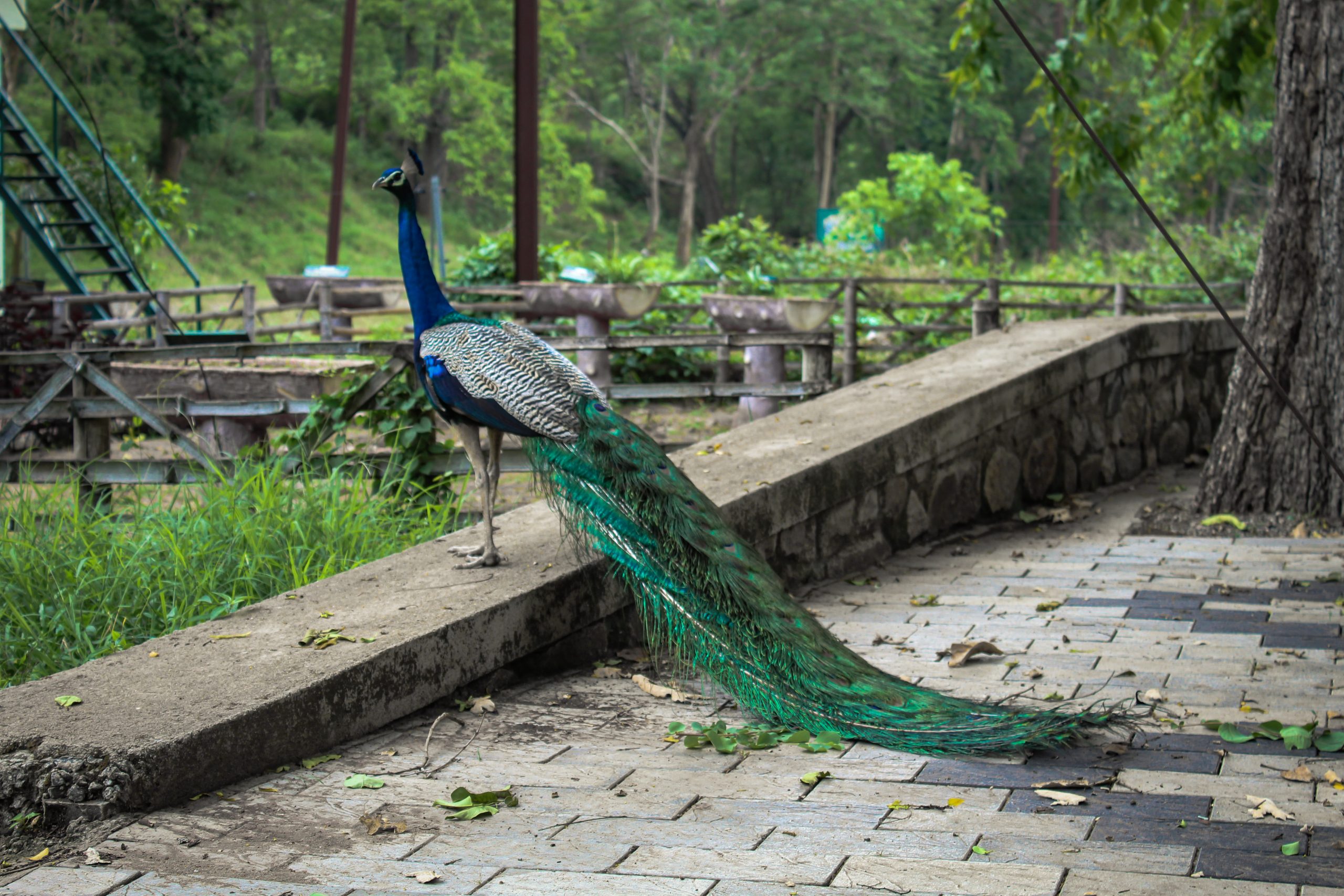 A peacock in the monsoon season