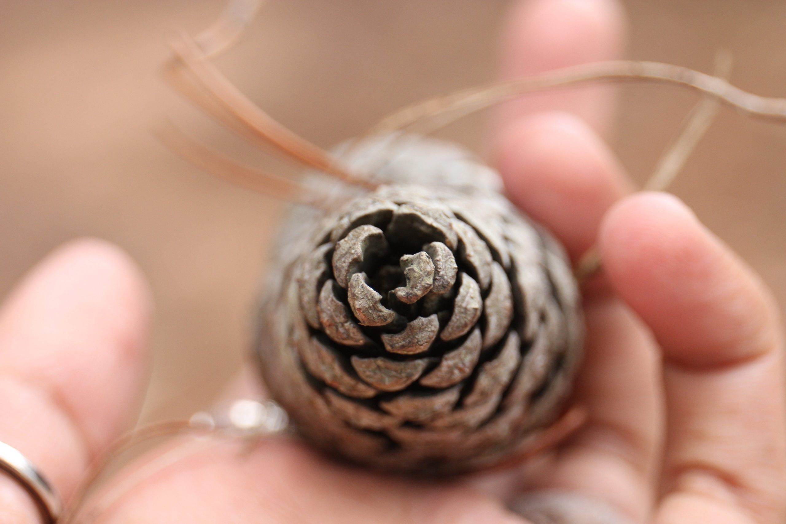 A pine plant in a hand