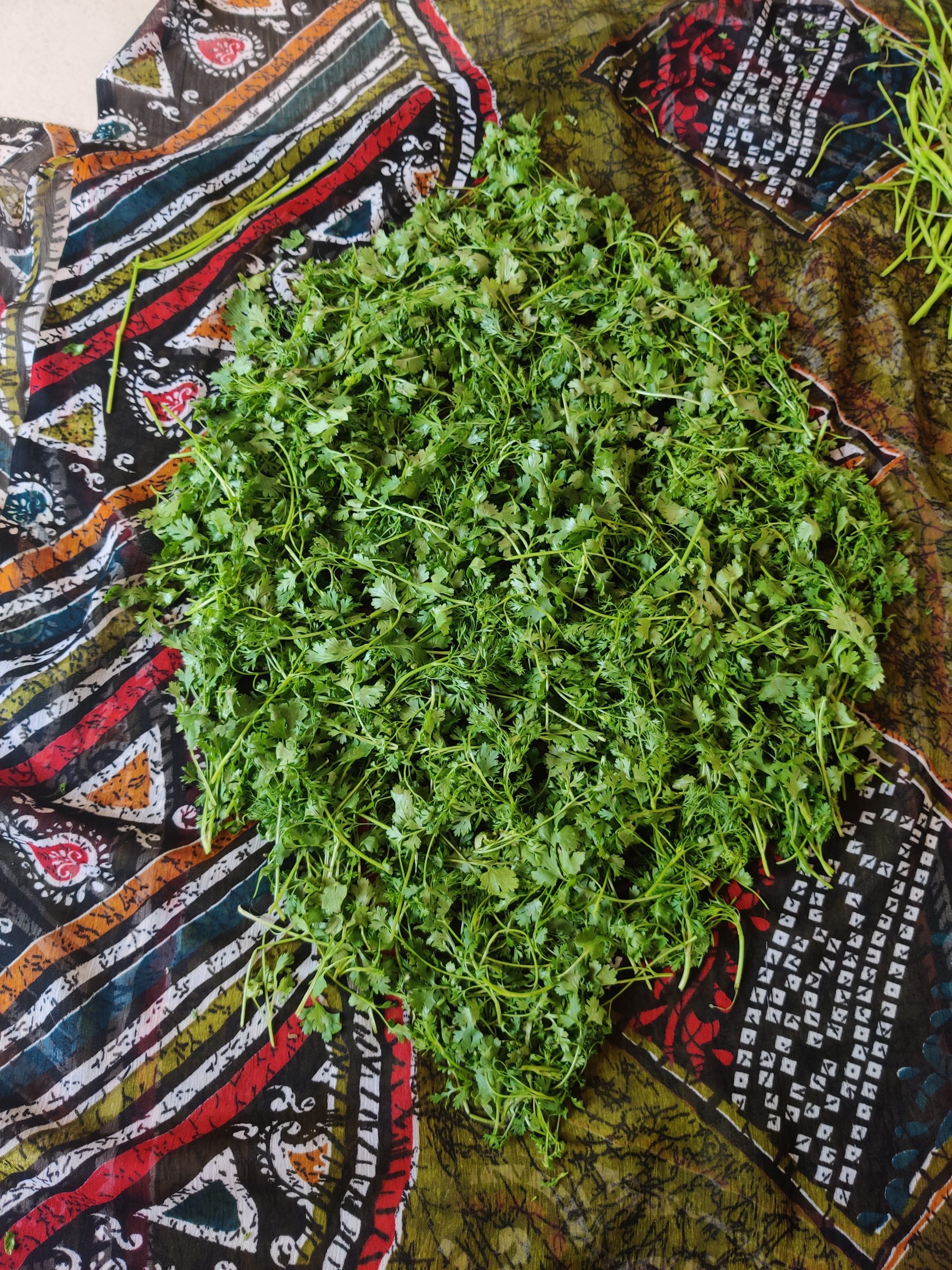 coriander leaves