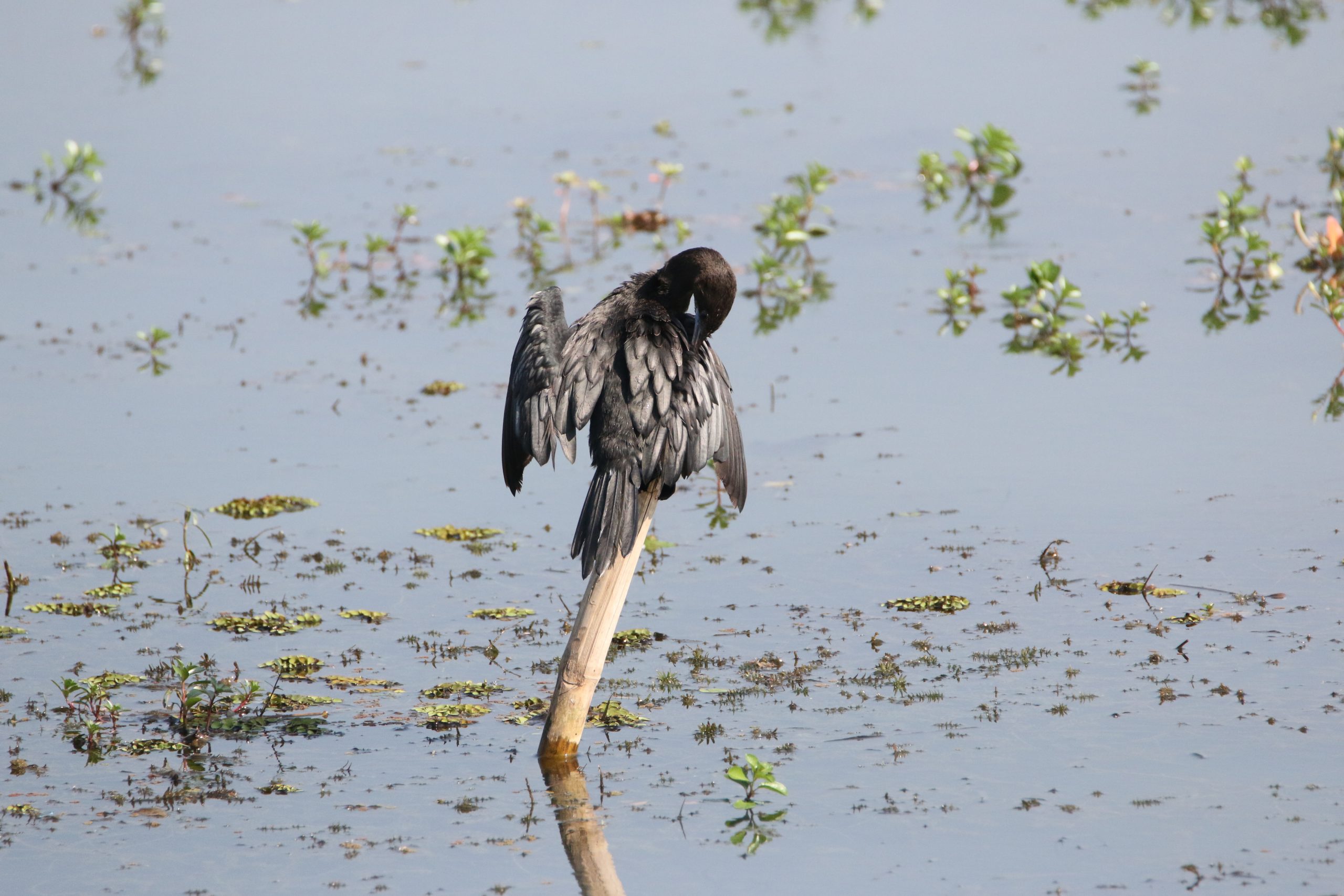 Cormoran bird