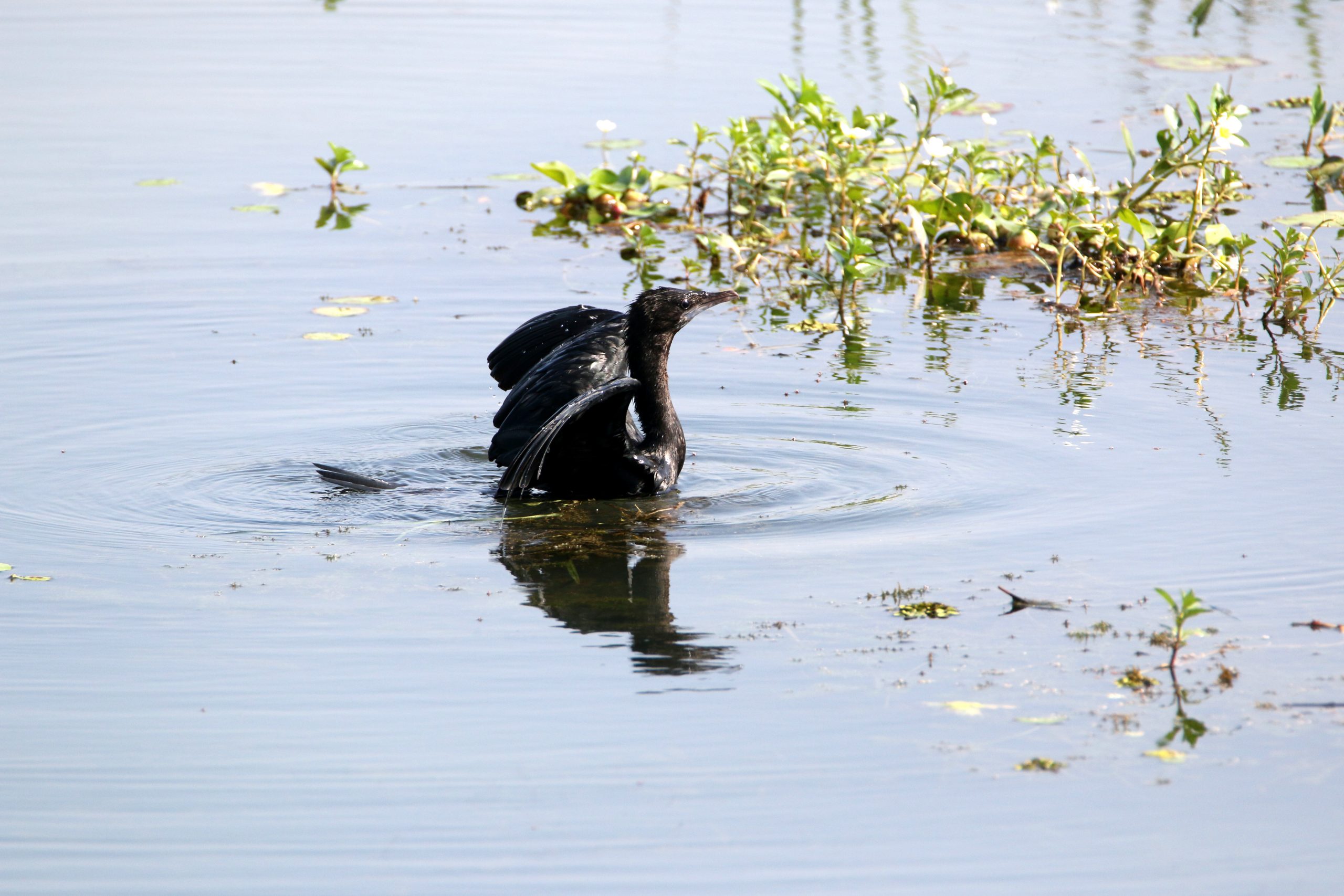 Black cormorant