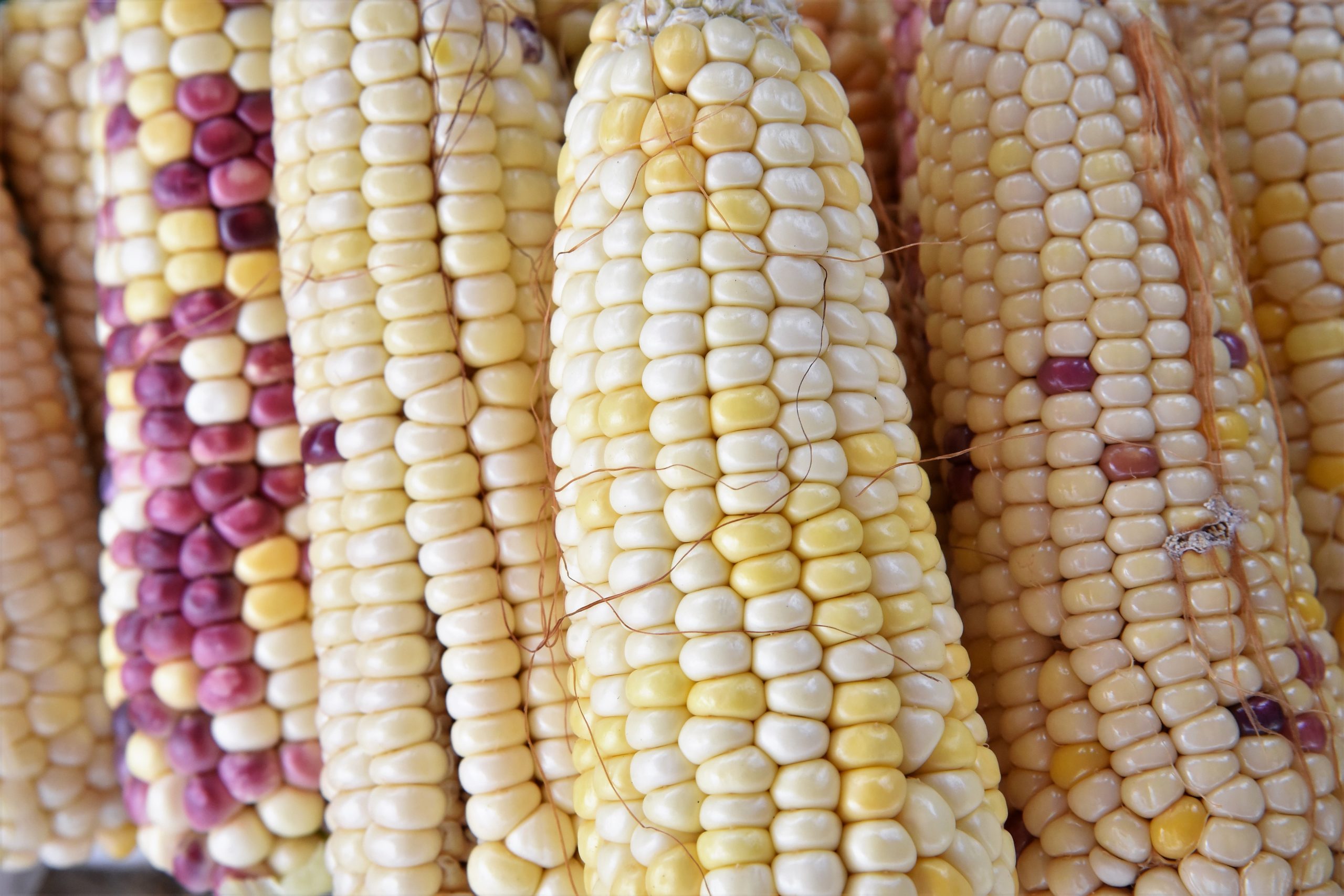 Corn kernel