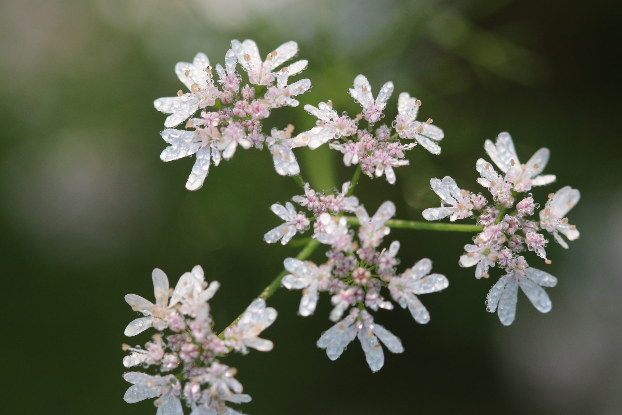 Dew Corrinder flower