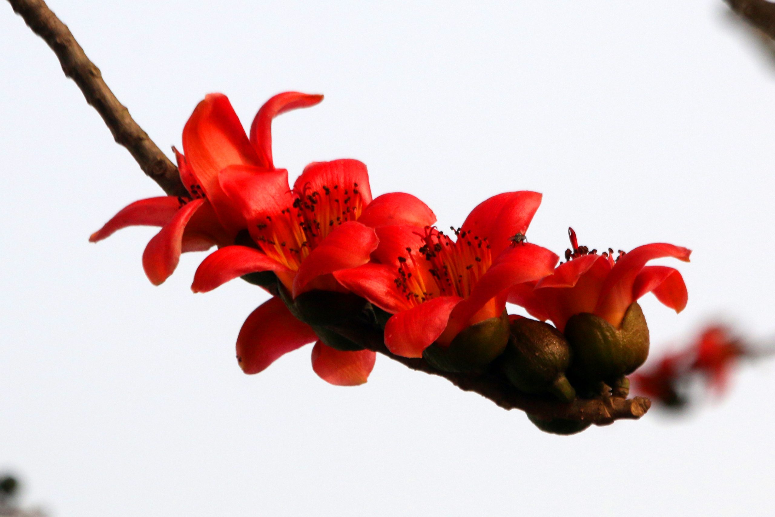 Cotton wood flower