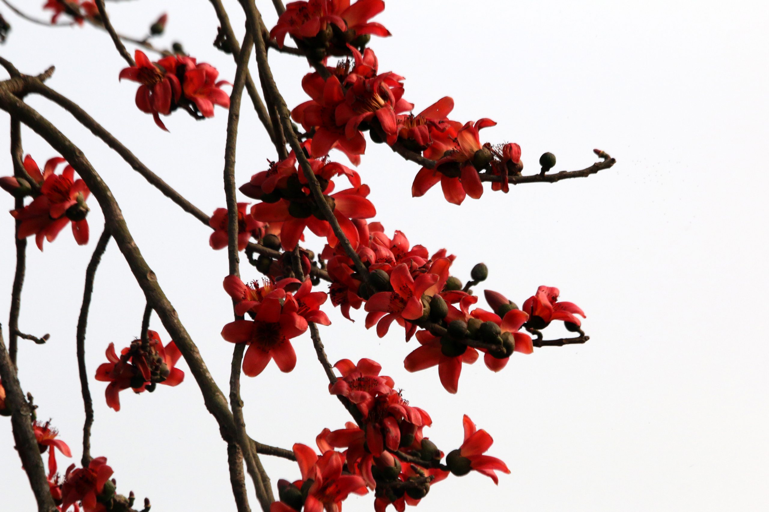 Cottonwood flower