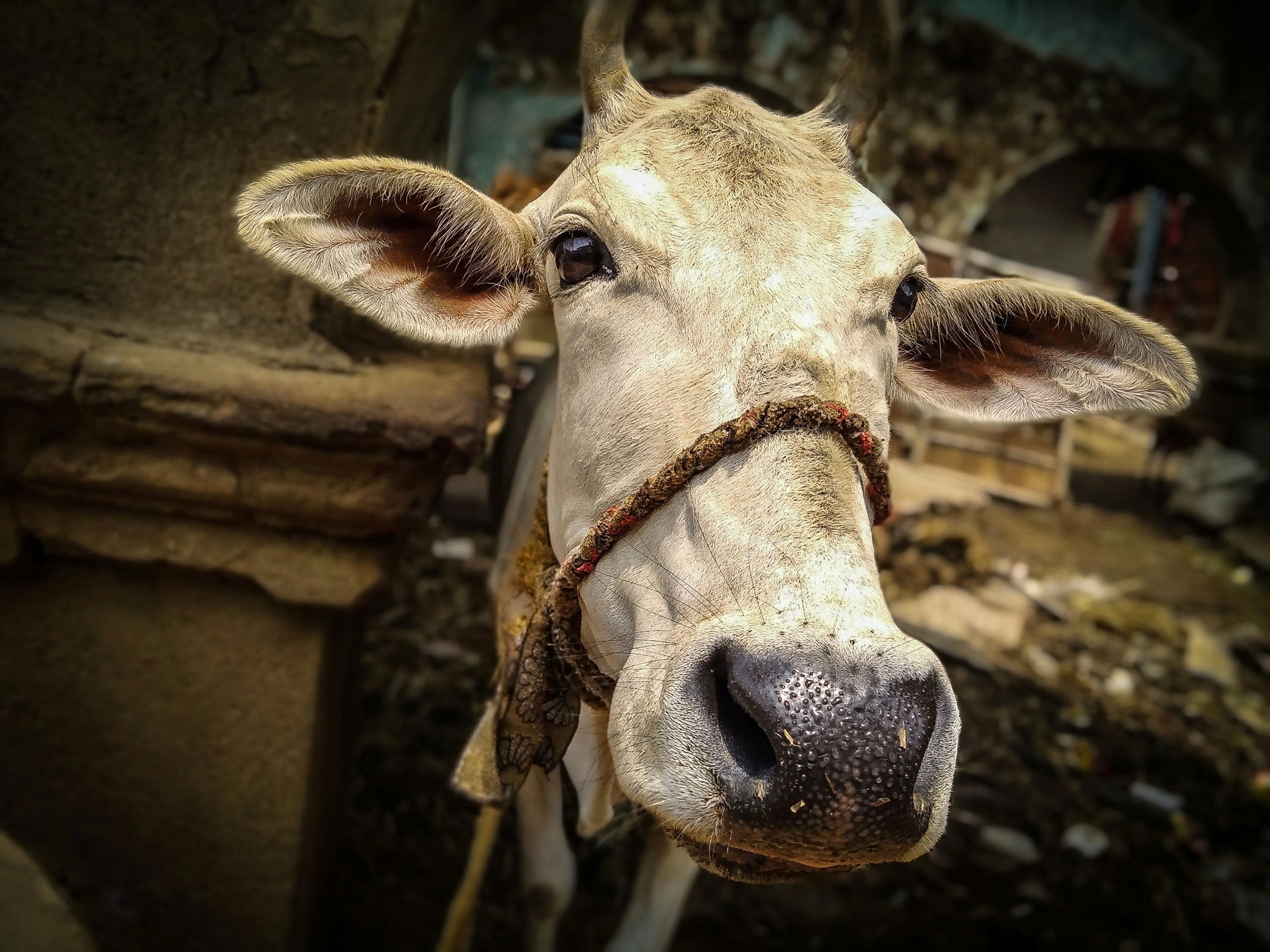 Cow’s face on Focus