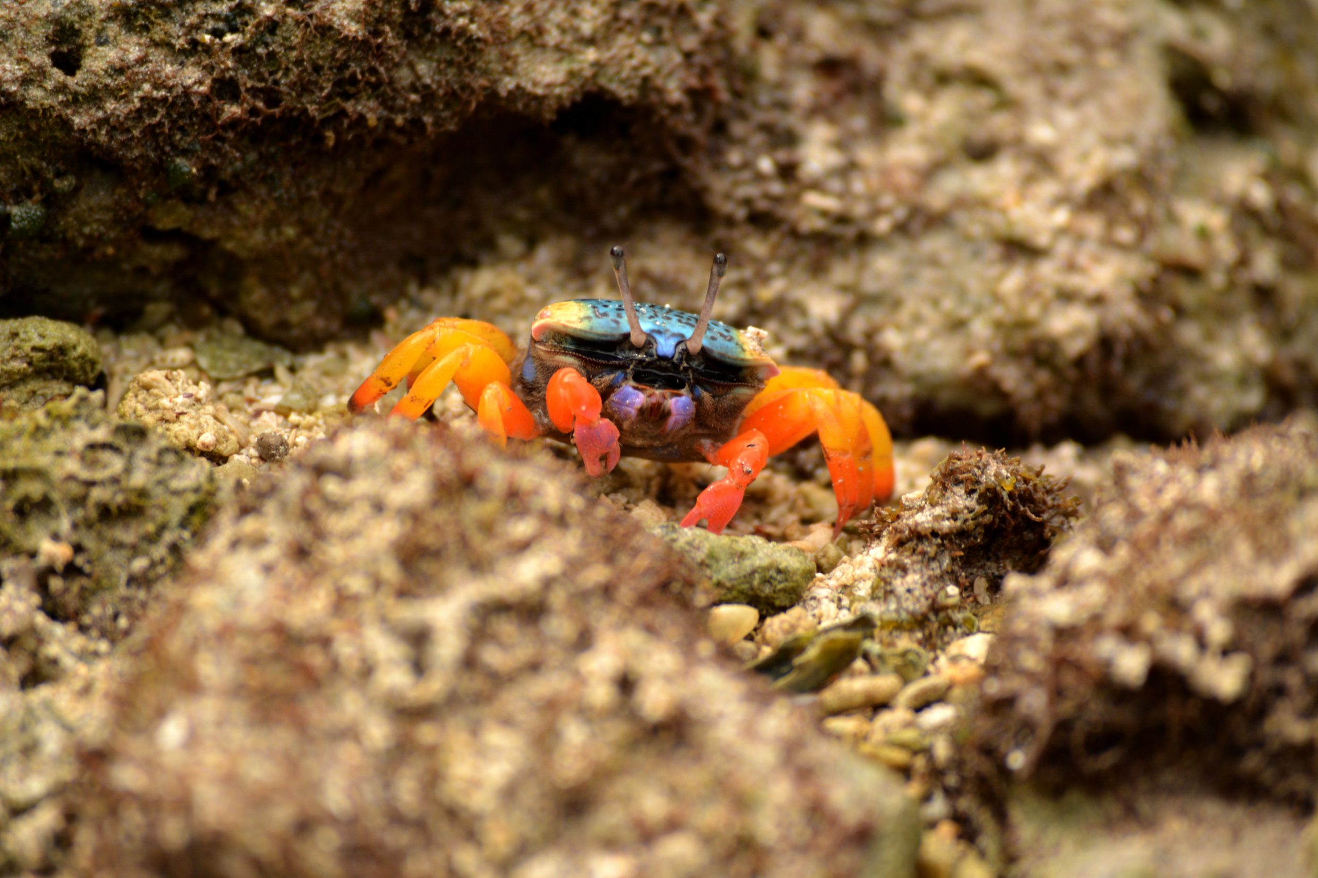 Crab on rocks