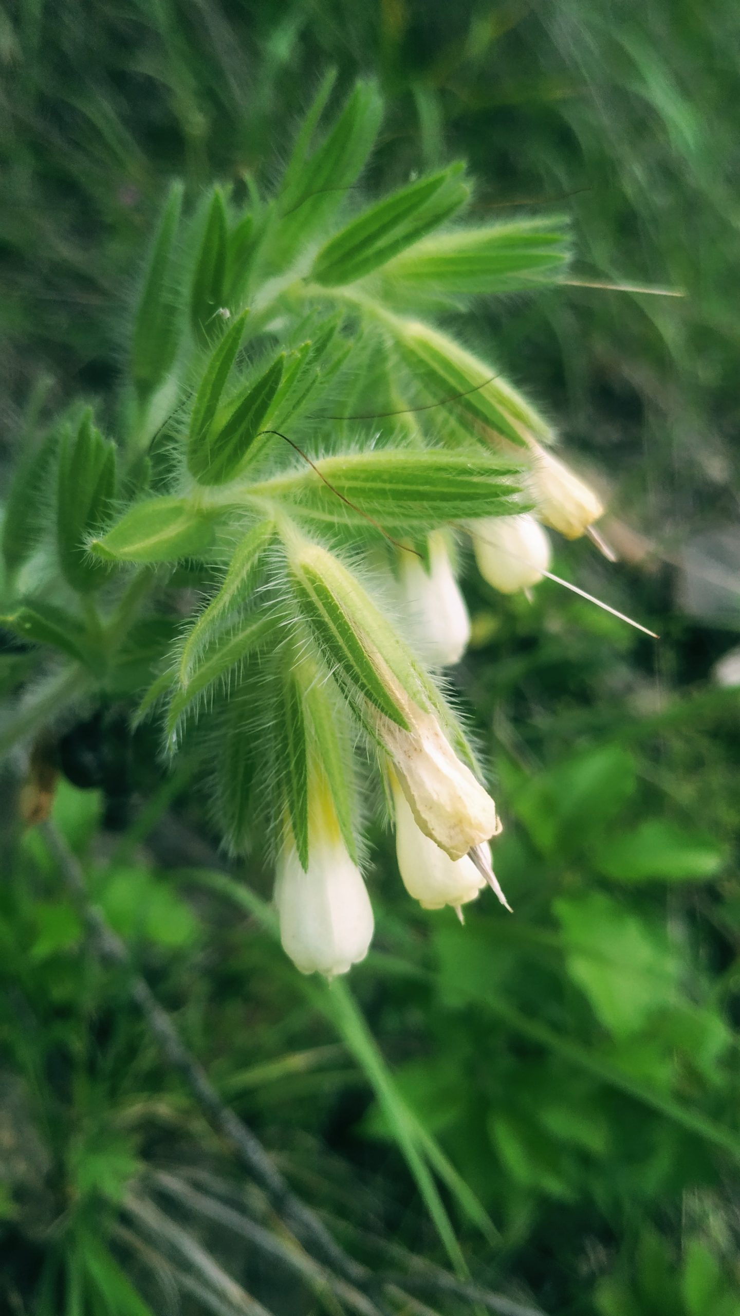 Flowers of a plant