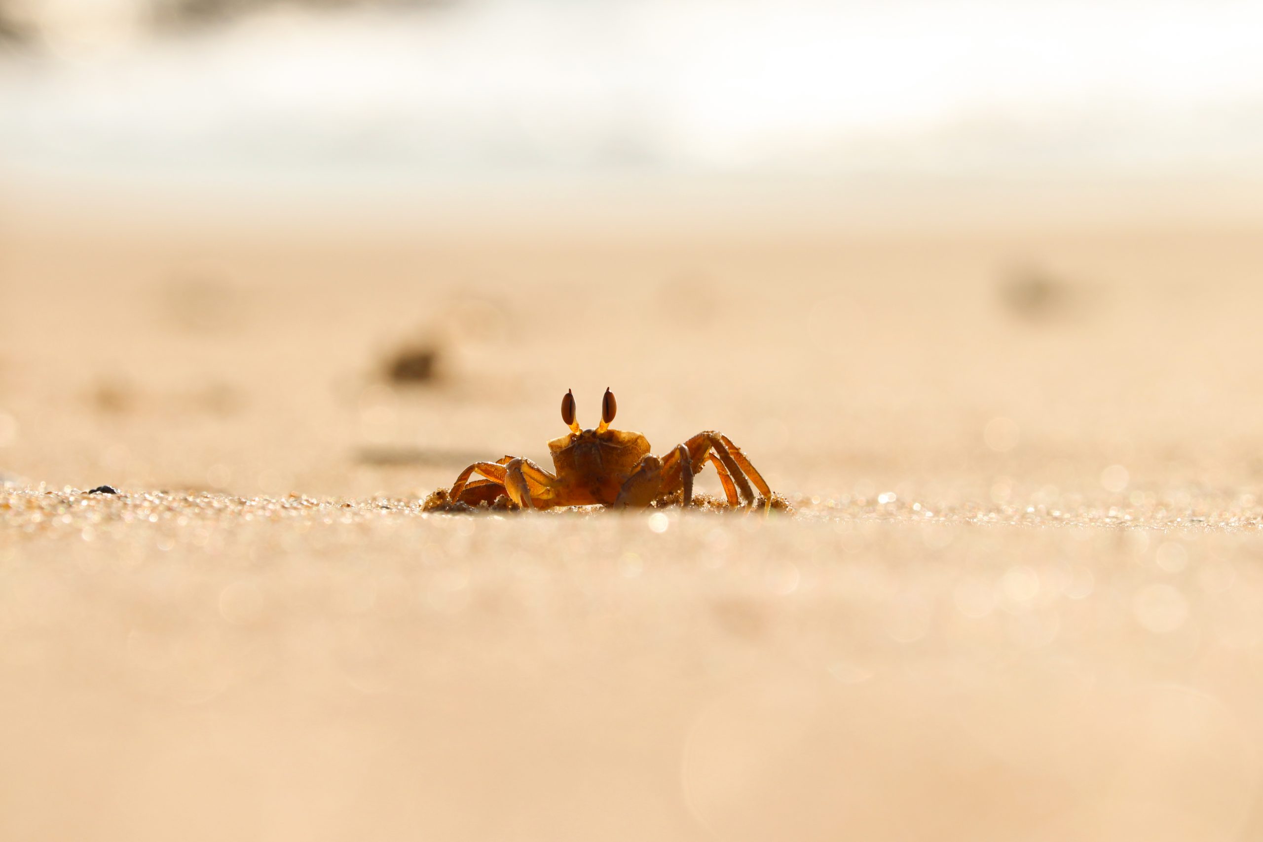 Crab on sandy beach