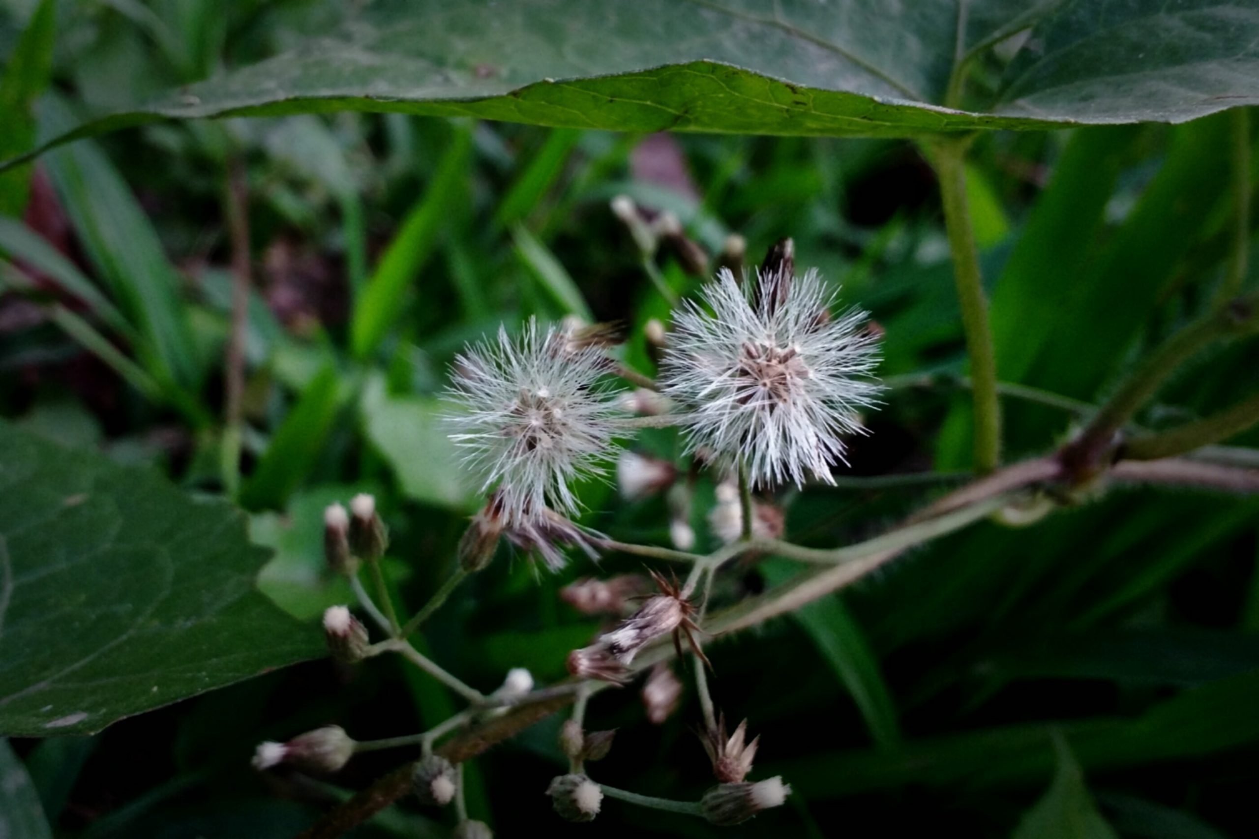 Crassocephalum flower