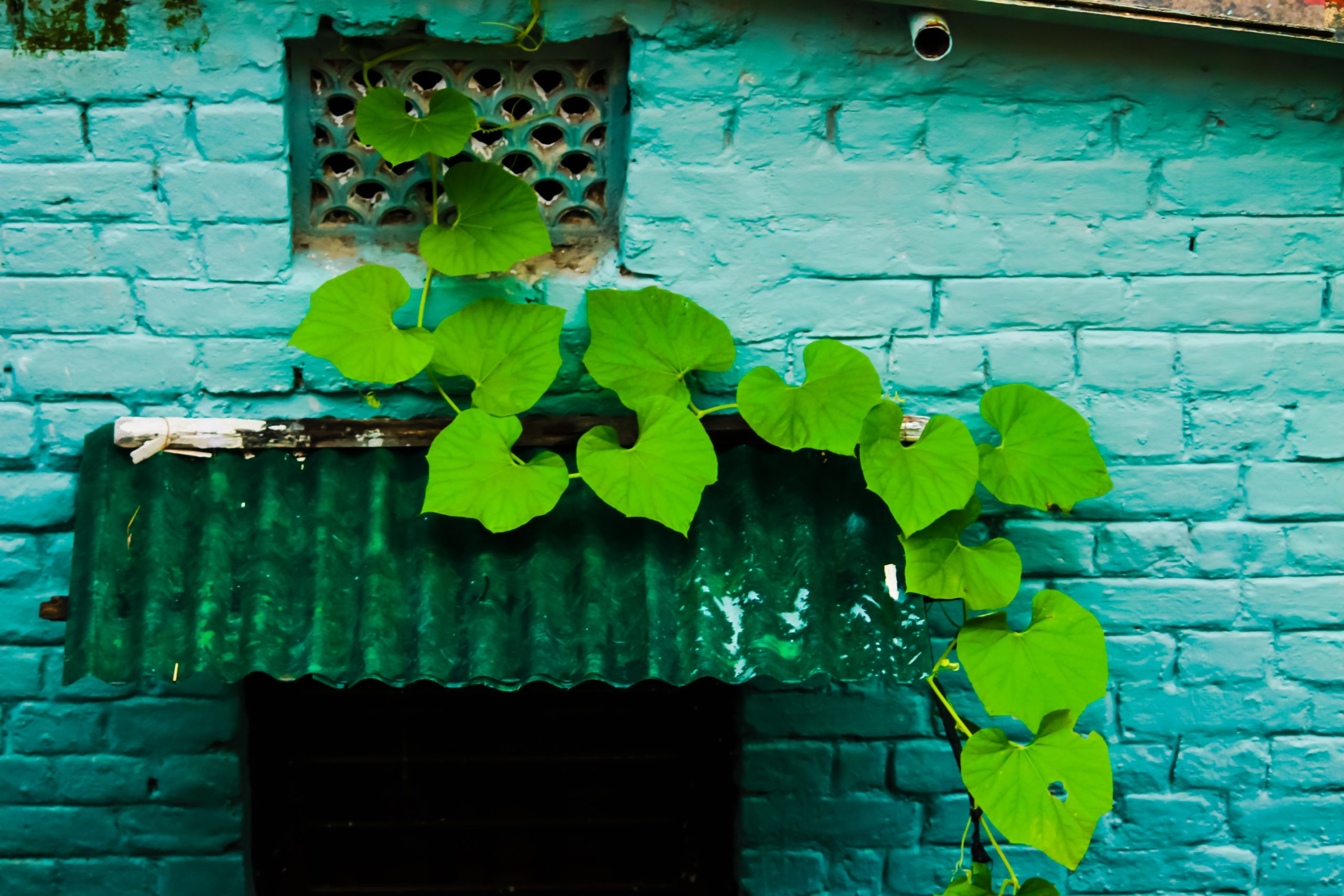 A creeper plant on a wall