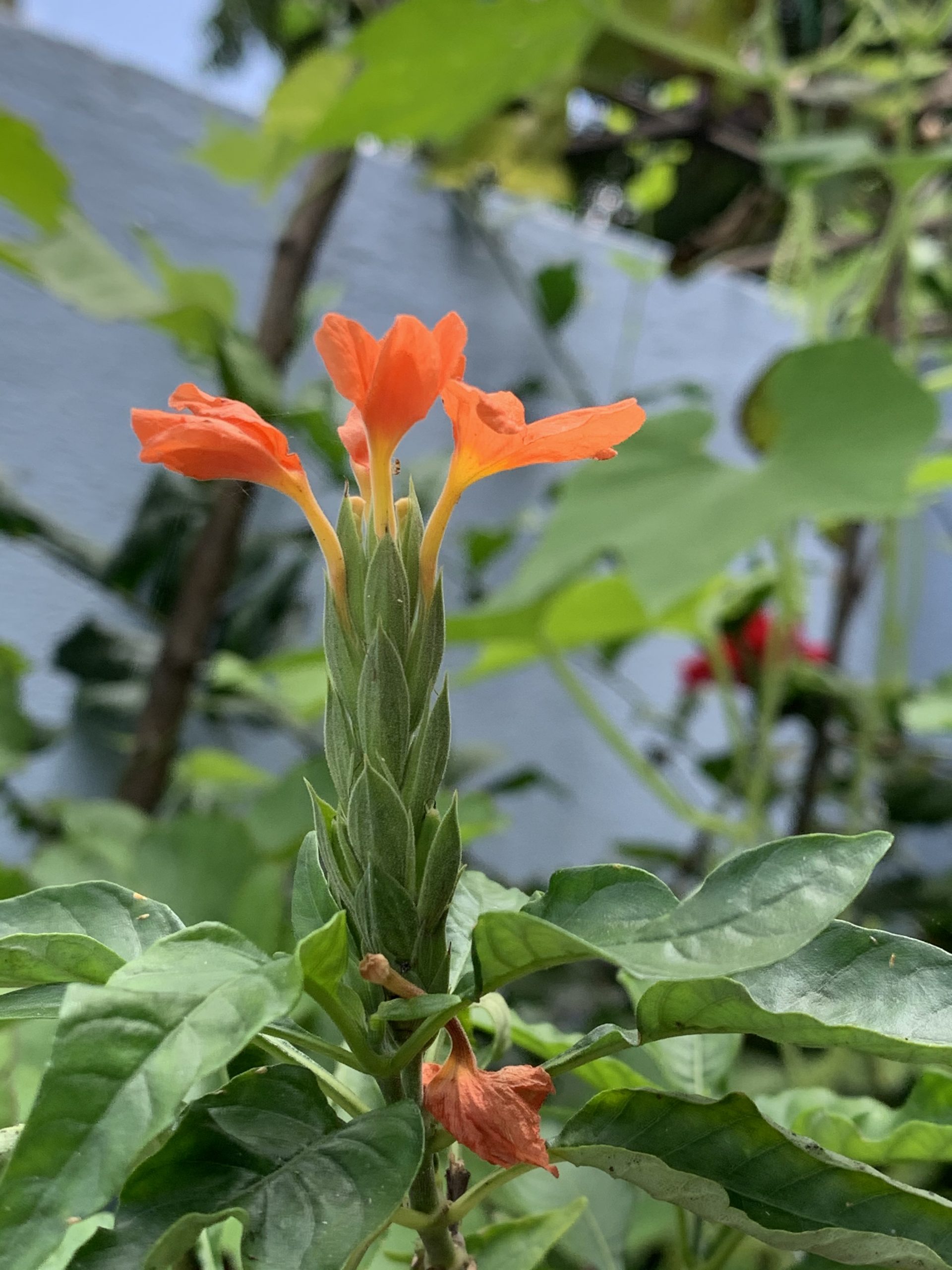 Crossandra Flower