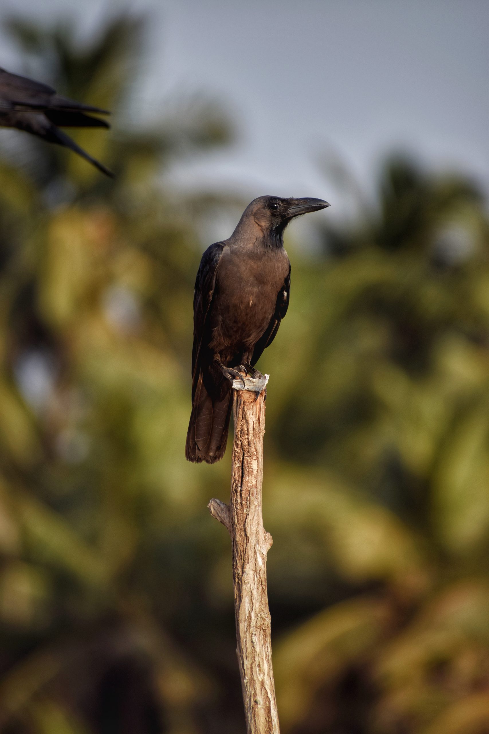 Crow Sitting on a Stick