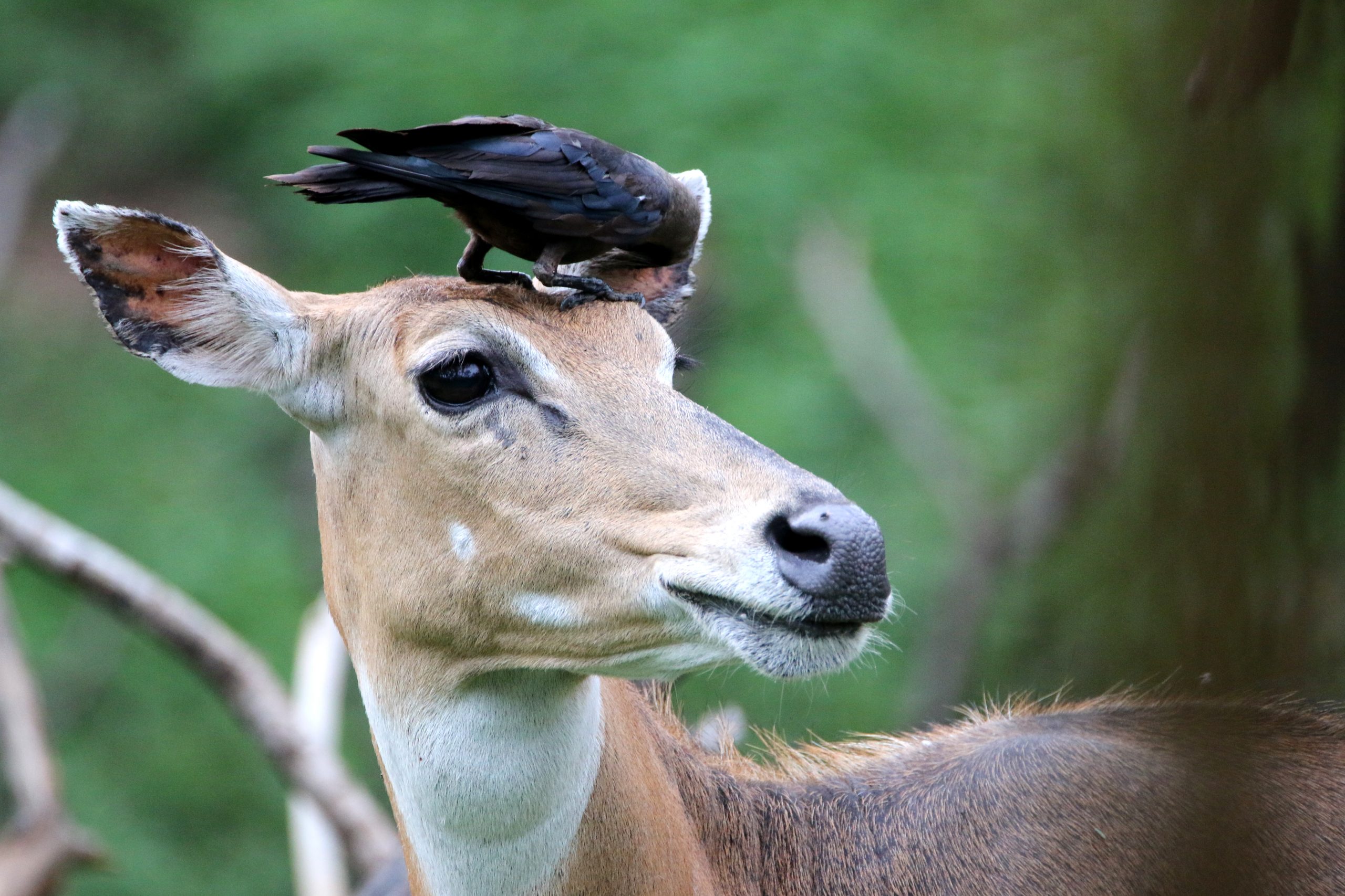 Crow on animal