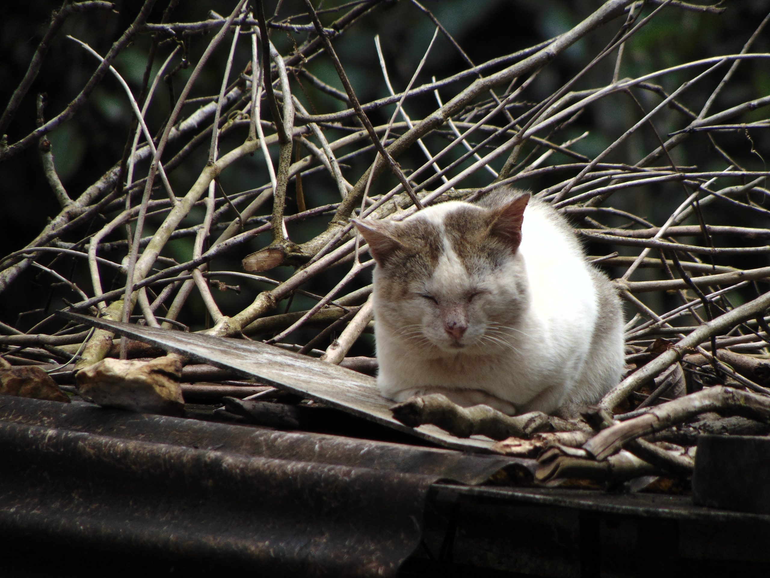 Cute cat on Focus