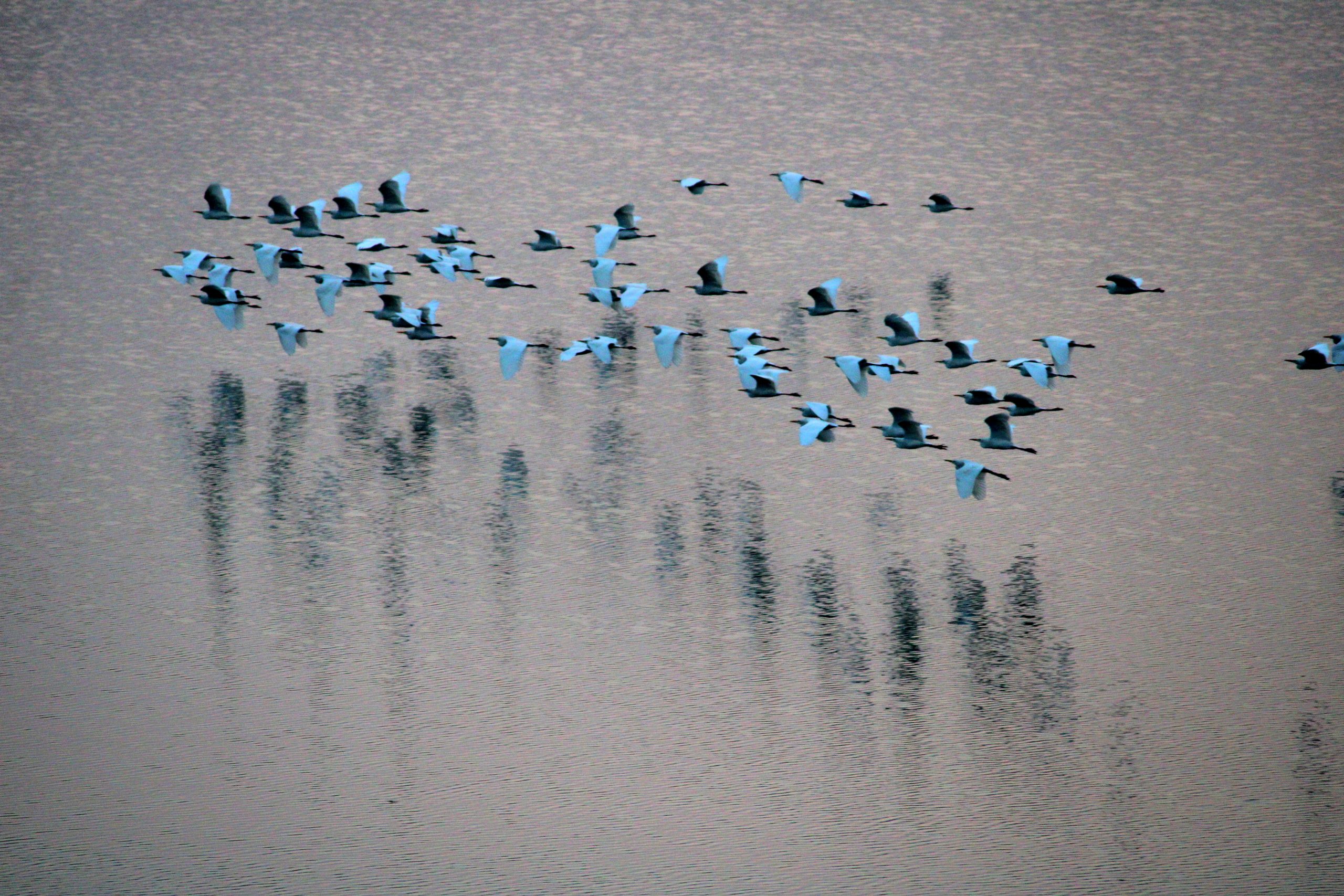 a group of birds flying above water