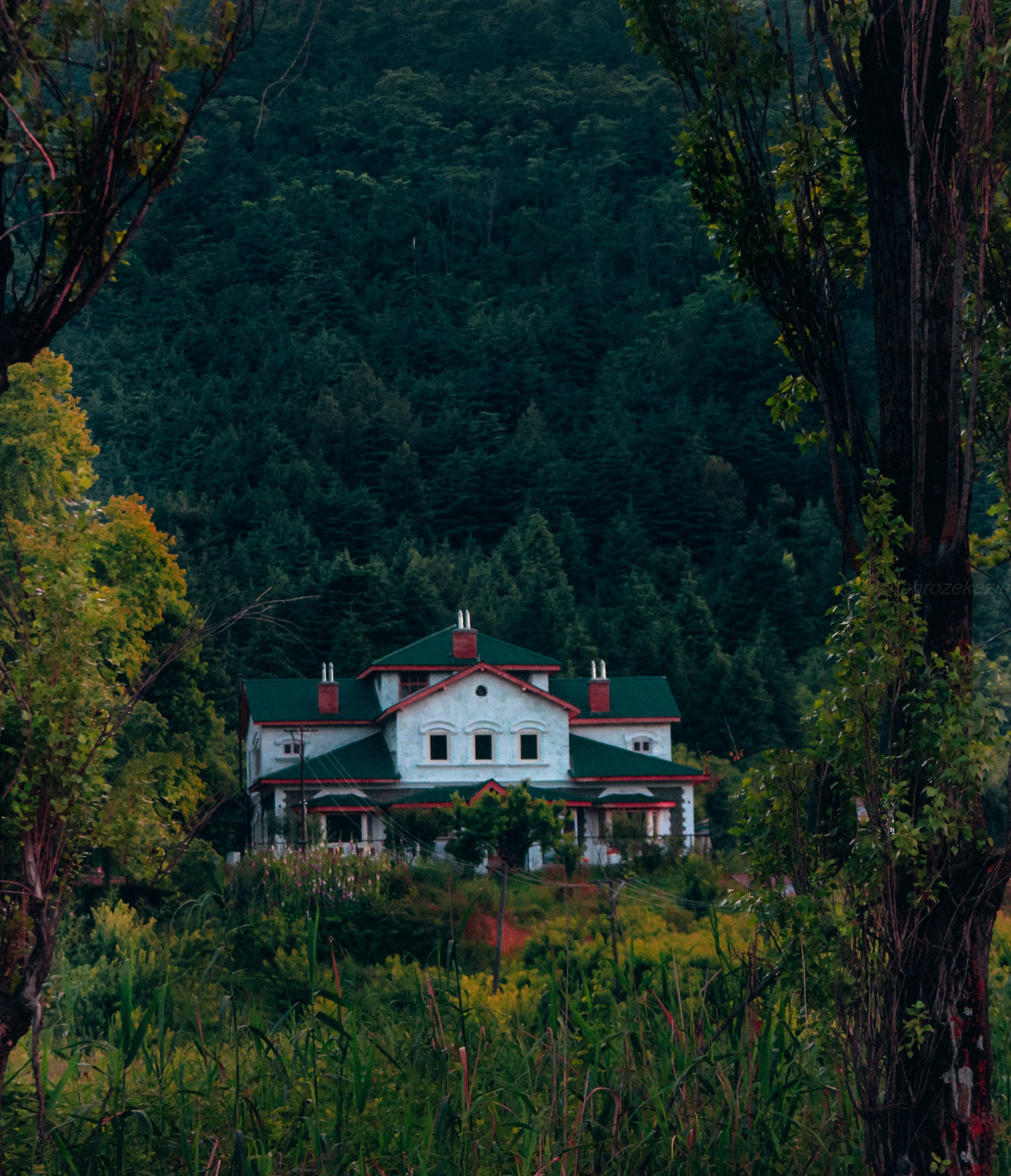 House amid a forest