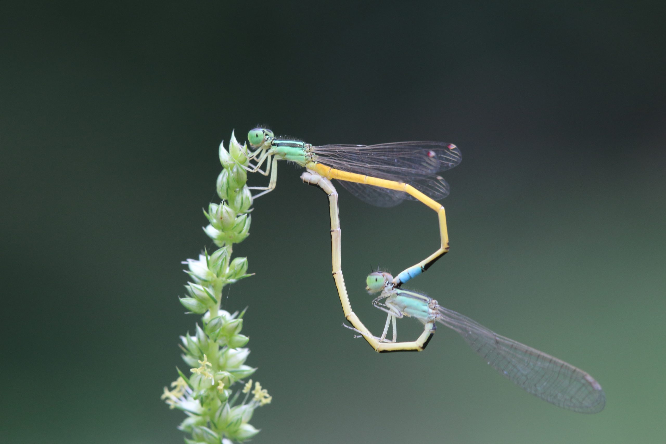 Damselfly on a plant