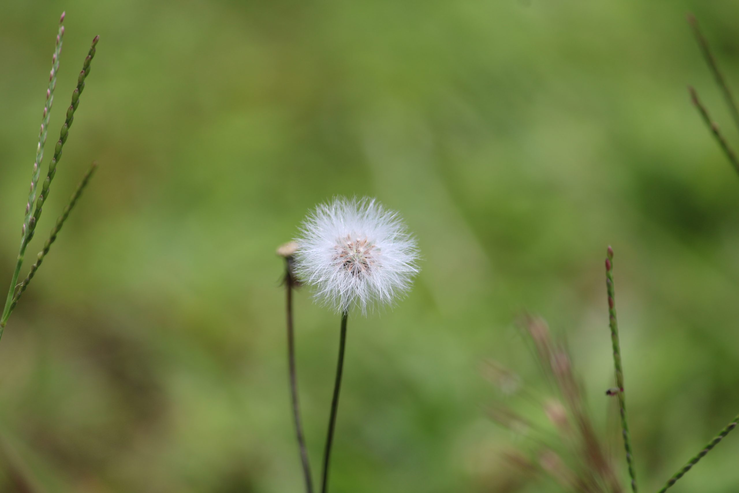 Common Dandelion on Focus