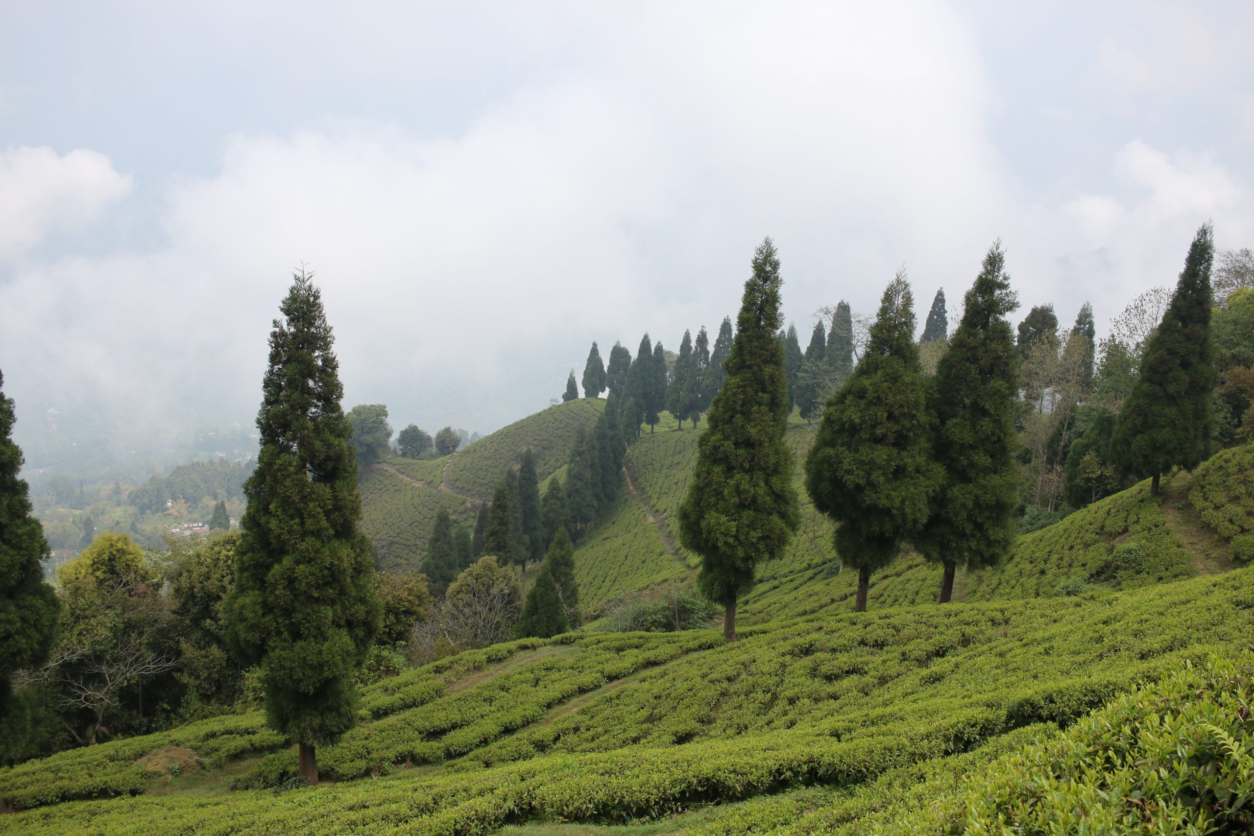 Darjeeling Tea Garden in India