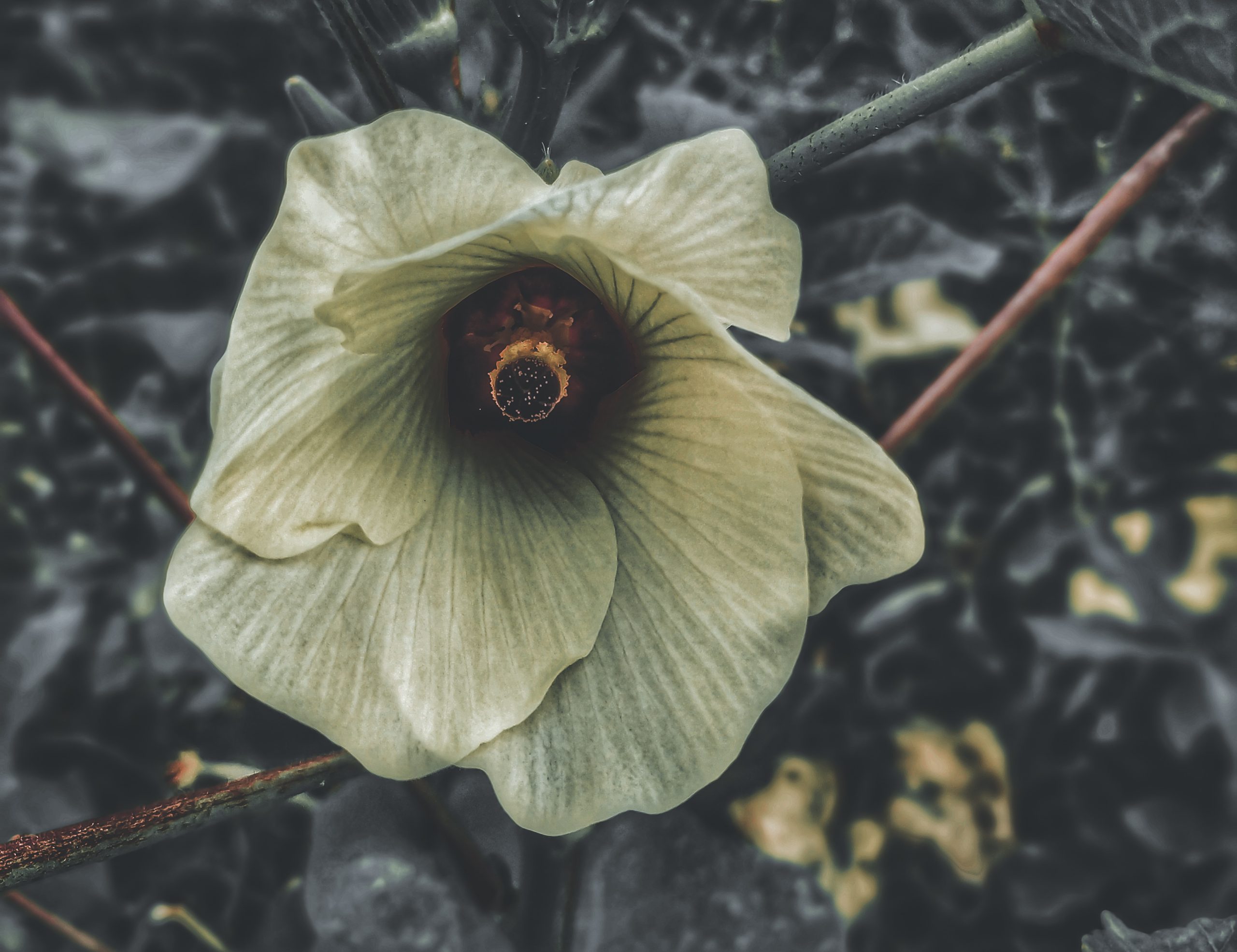 Dark Flower on Focus