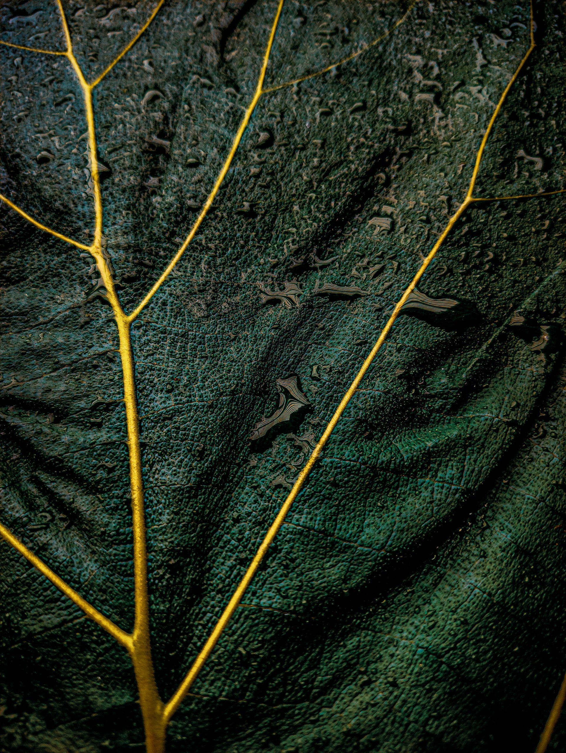 Dark Green Leaf Close-up