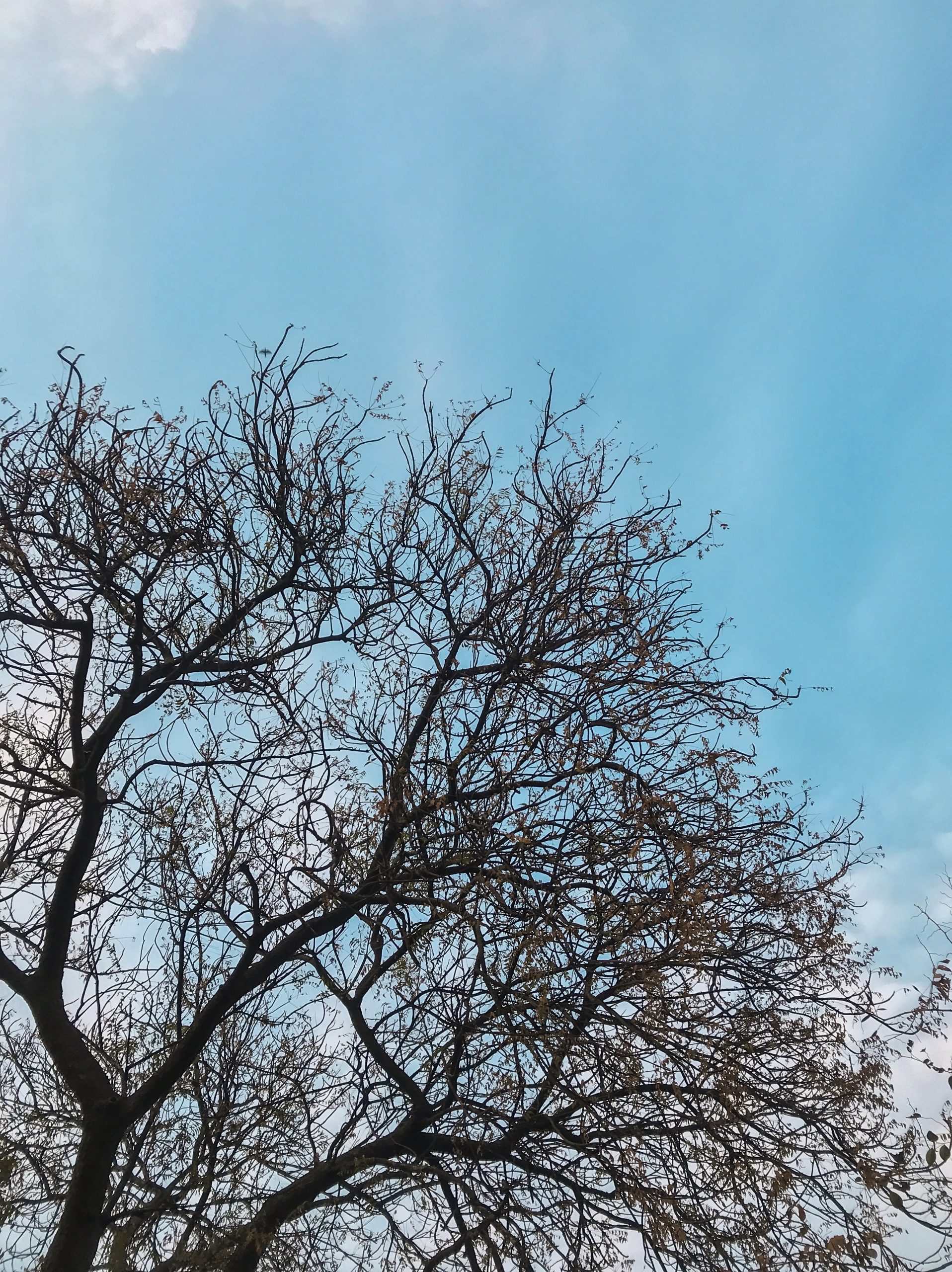 Dark Solitary Tree