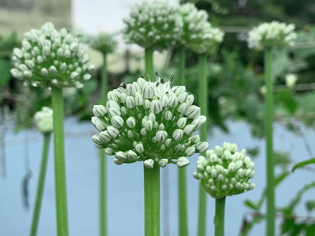White Decorative Flowers Free Image by kpicgram on