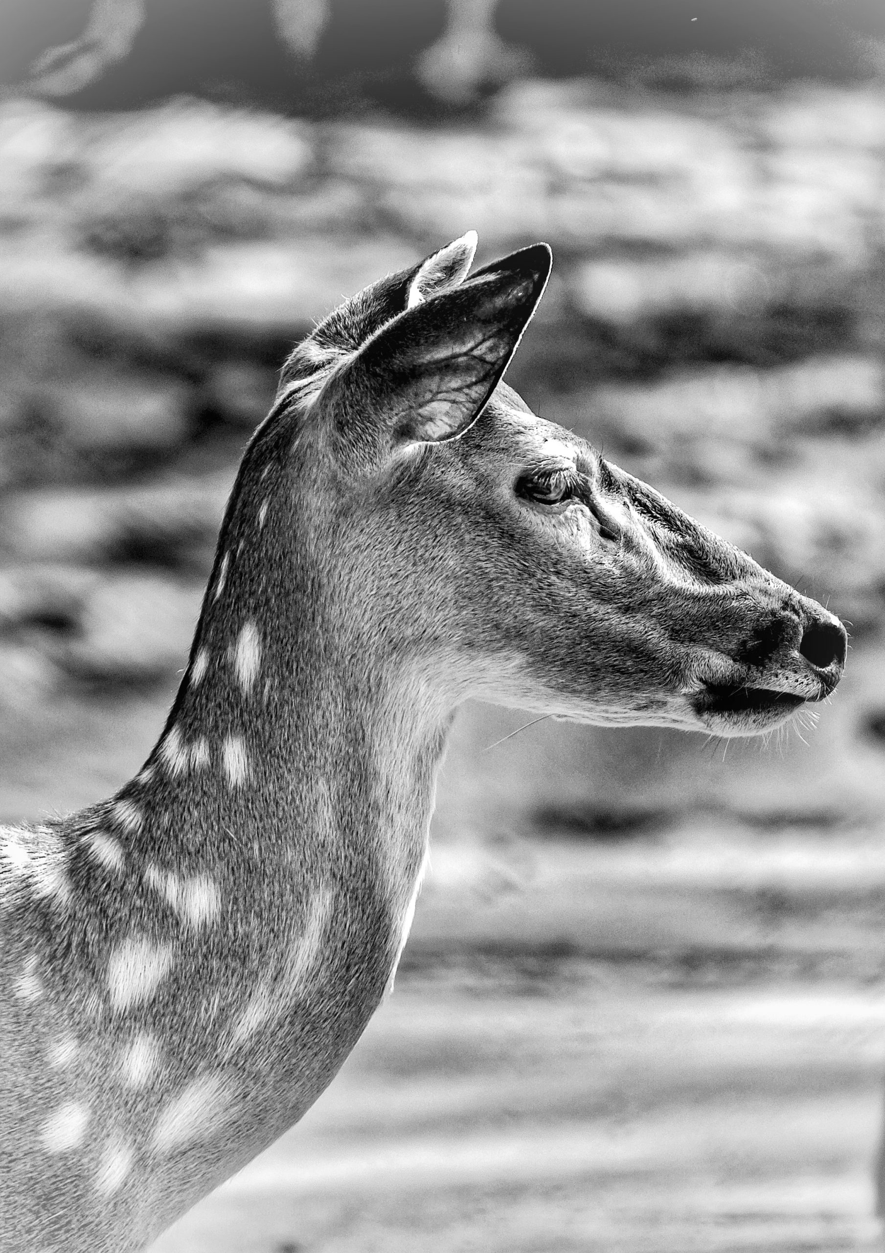 Deer in monochrome