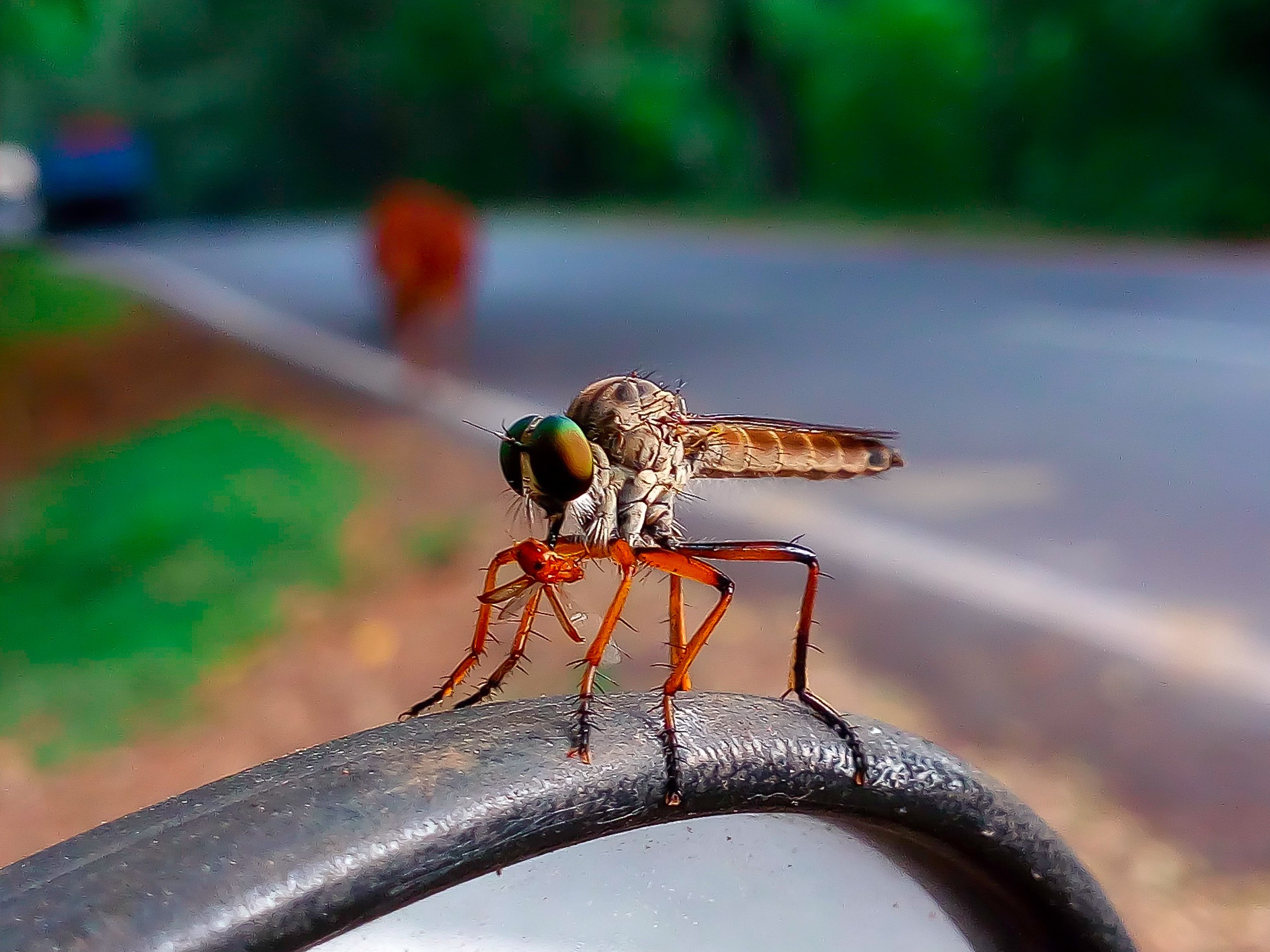 Delhi Sands flower-loving fly