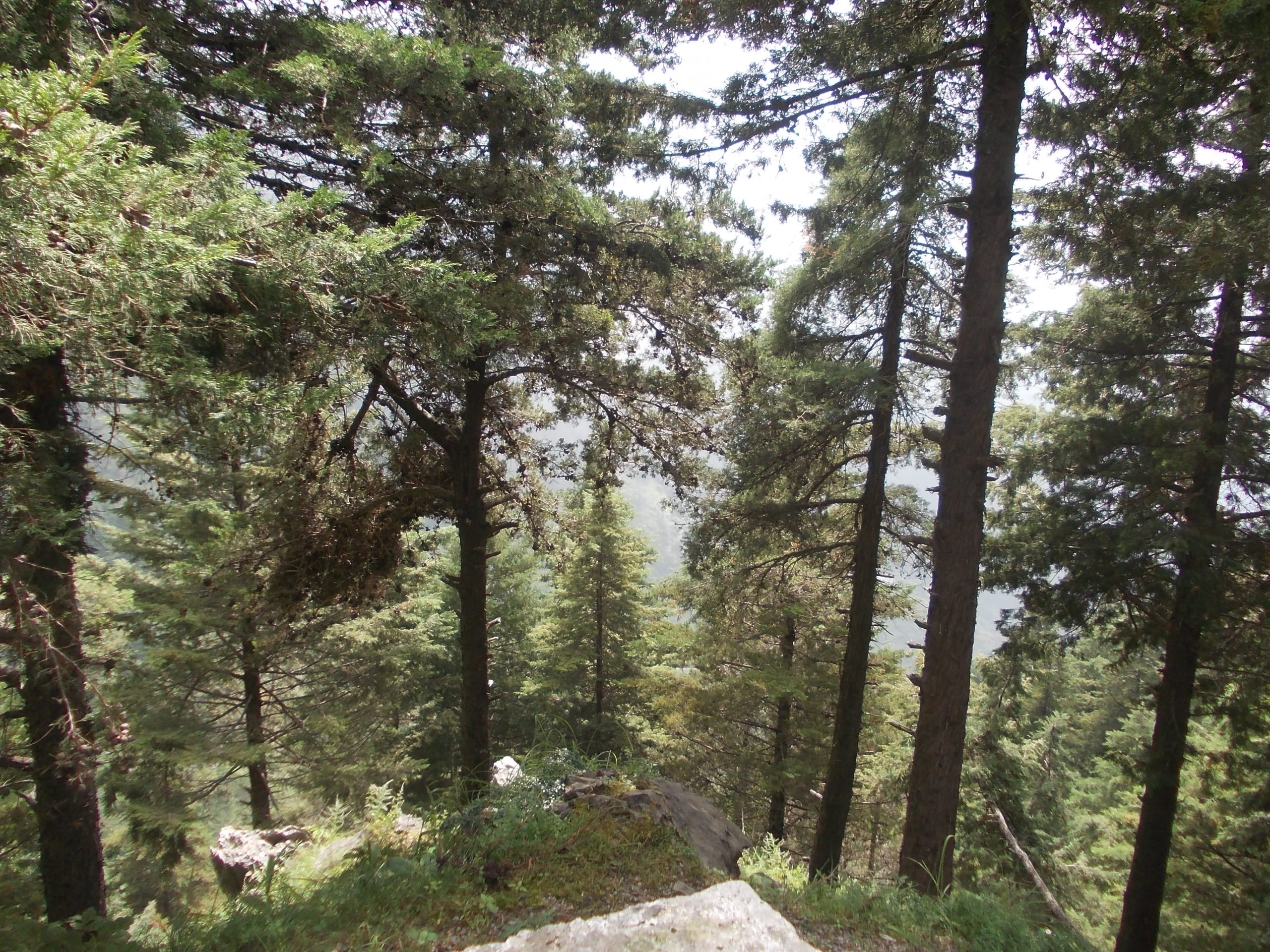 Deodar cedar trees in Mussoorie