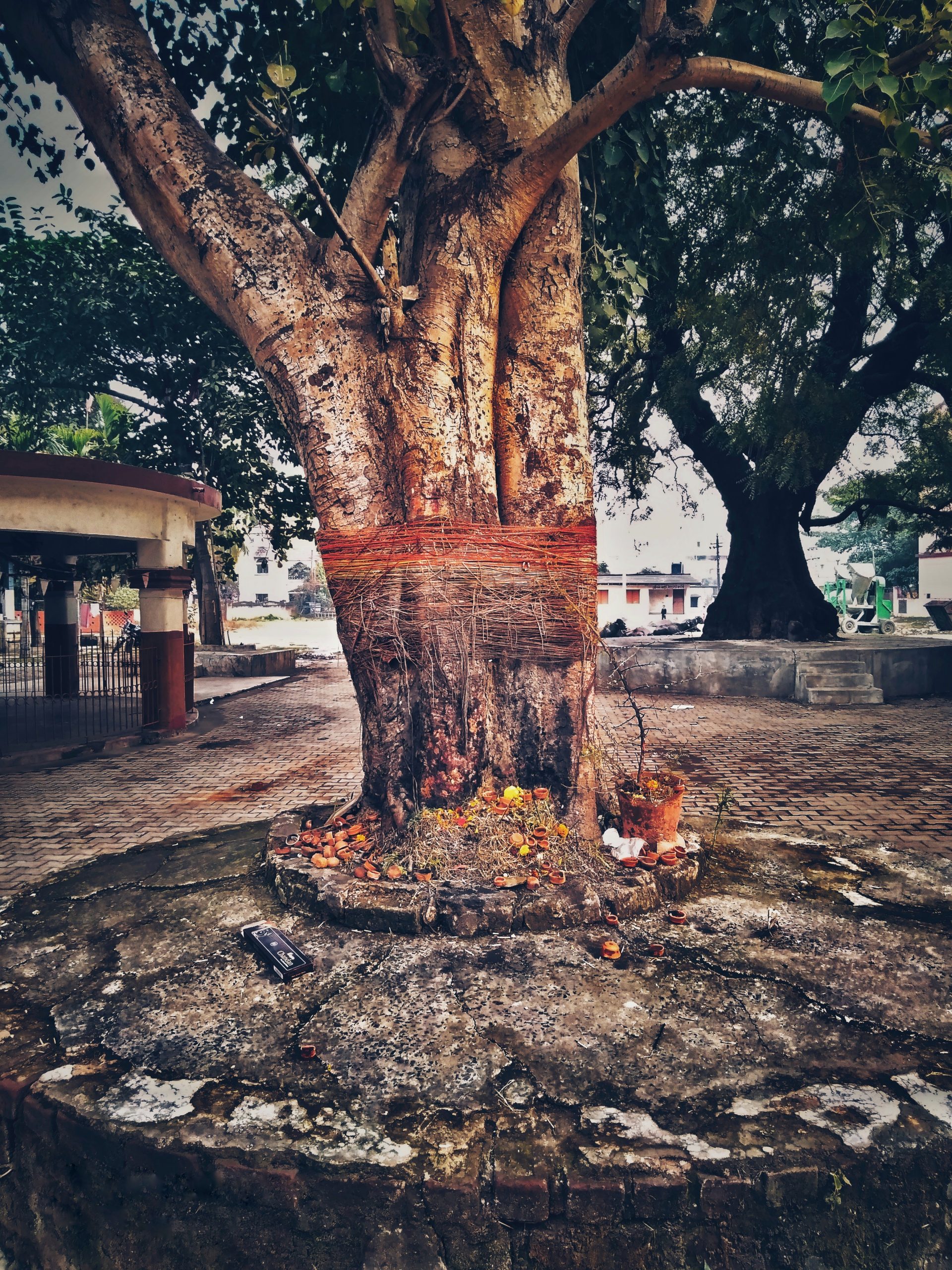 Devotional Tree