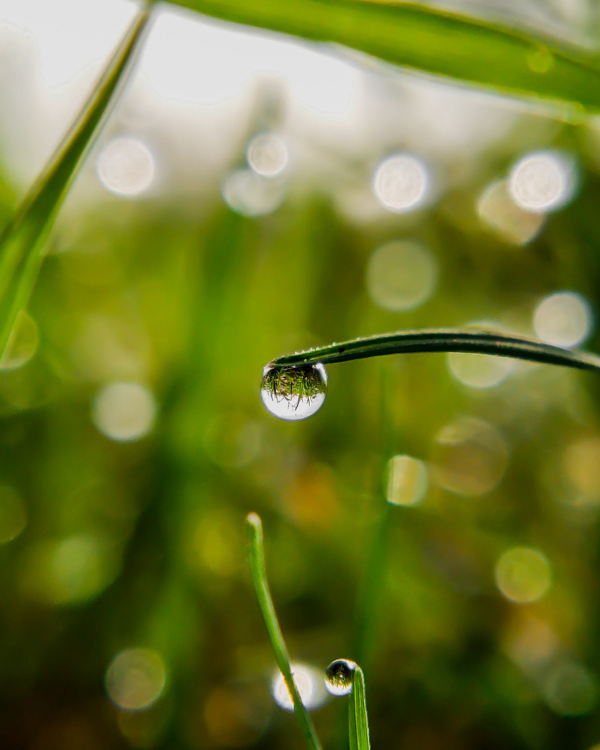 Dew on grass