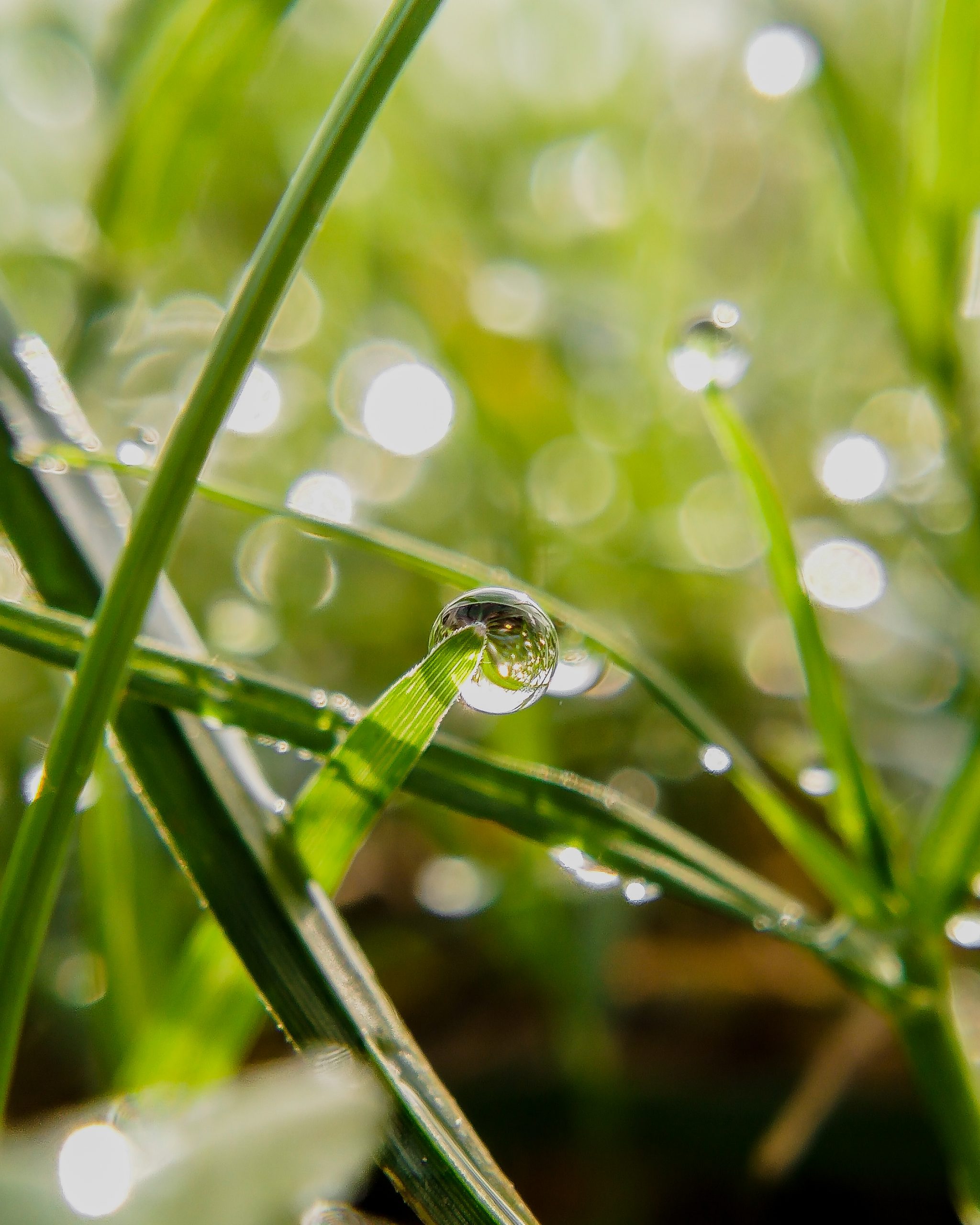 Dew on grass