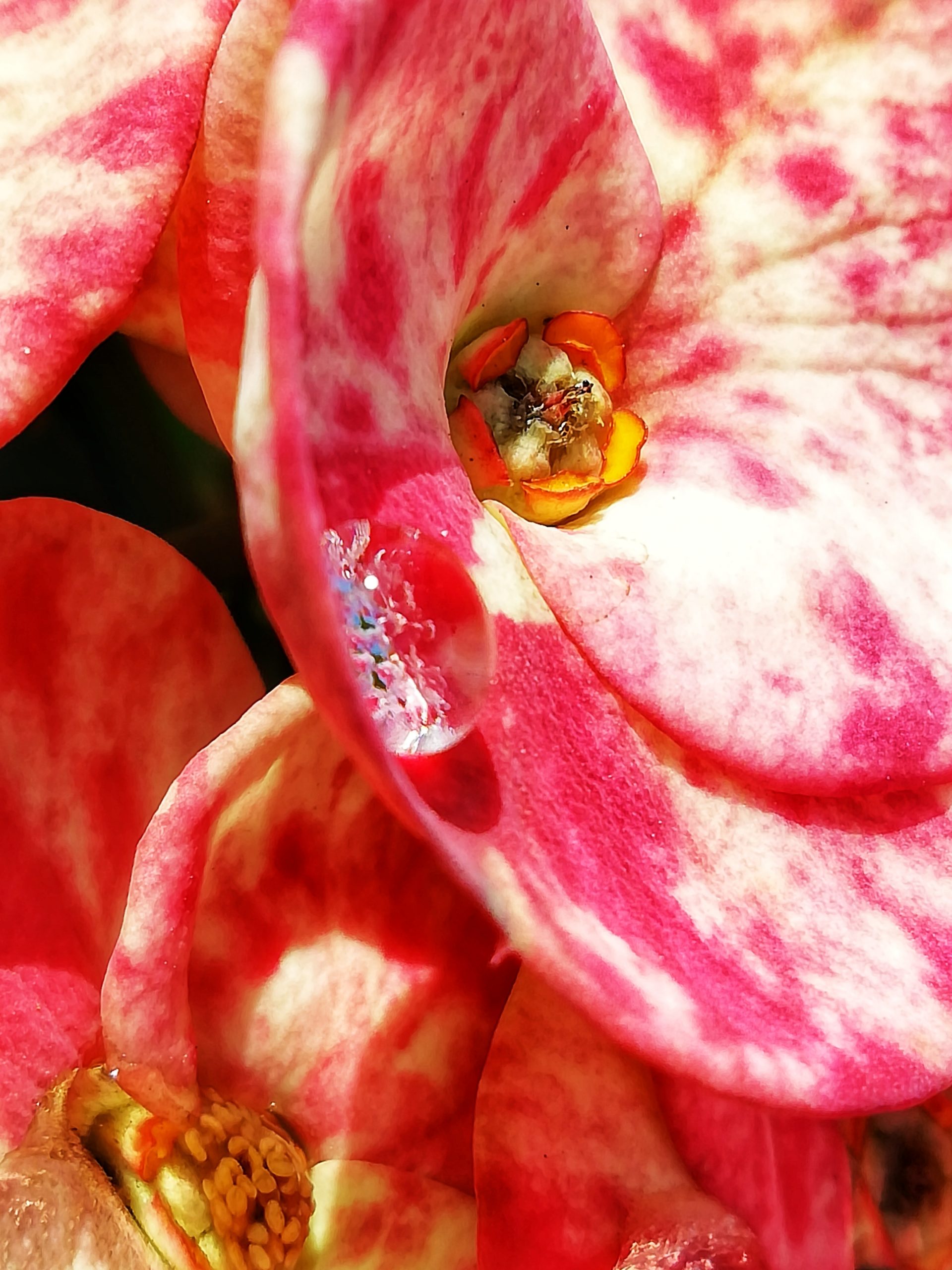 Dew drops on a flower